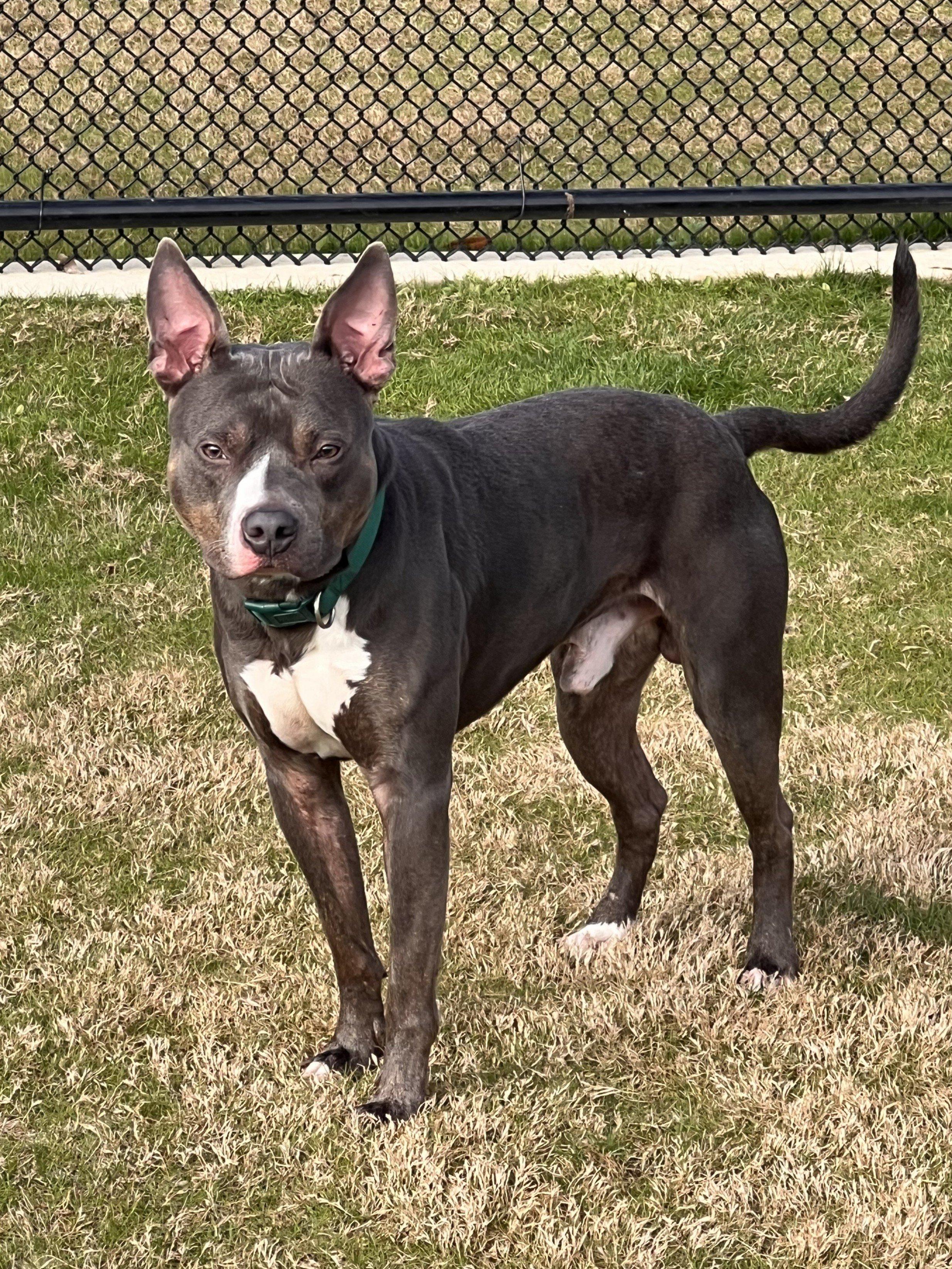 Enlarge Charlie Brown, a ADOPTABLE American Staffordshire Terrier in Daphne, AL image 2/5