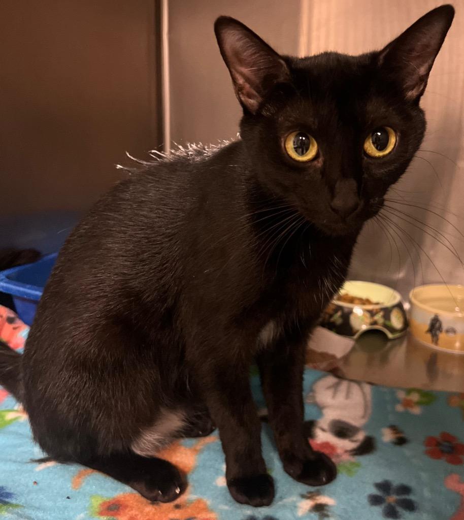Ravyn, Adoptable, Young Female Domestic Short Hair.