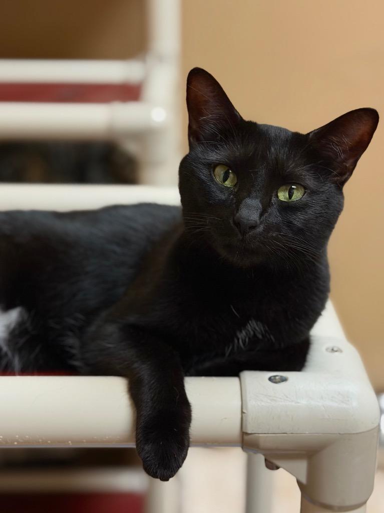Enlarge Ravyn, a Adoptable Domestic Short Hair in Ocala, FL image 2/2