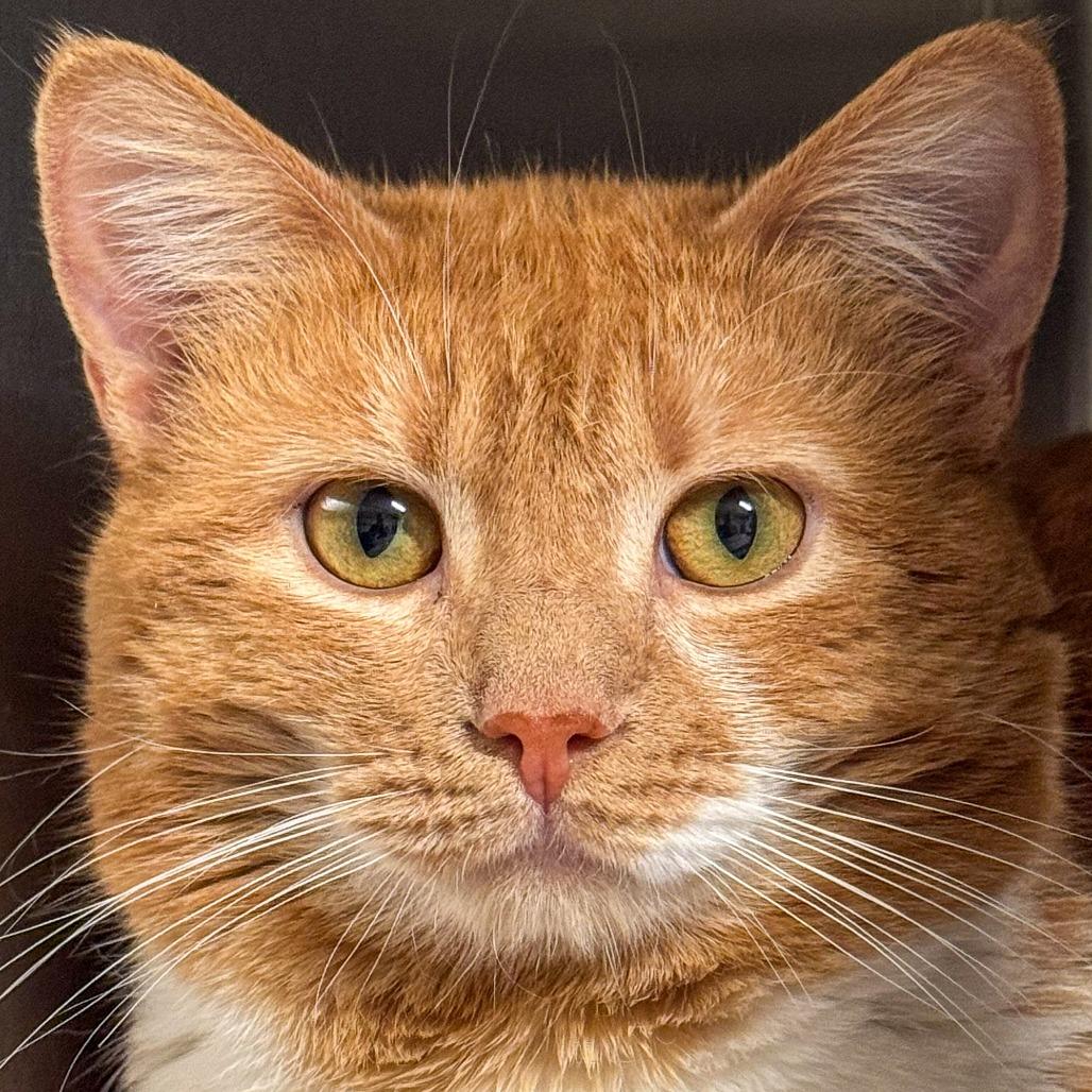 Enlarge Nacho, a Adoptable Domestic Short Hair in Kennebunk, ME image 1/1