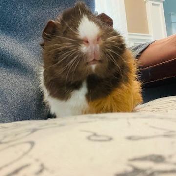 Sleepy-Foster, Adoptable, Baby Female Guinea Pig.