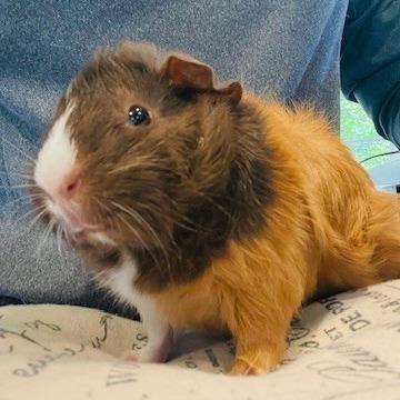 Sleepy-Foster, a Adoptable Guinea Pig in Grand Rapids, MI image 2/5