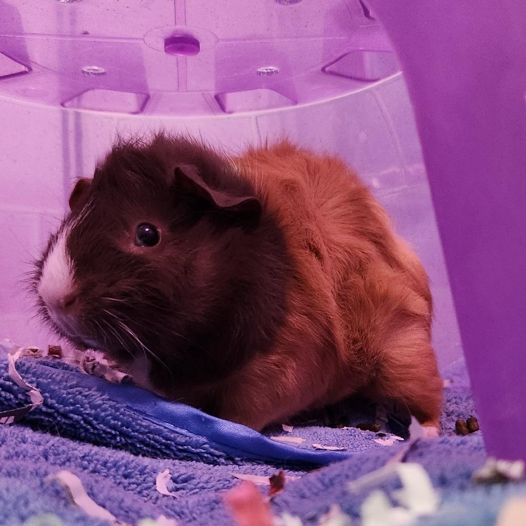 Sleepy-Foster, a Adoptable Guinea Pig in Grand Rapids, MI image 3/5