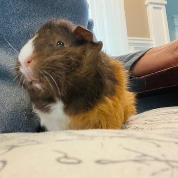 Sleepy-Foster, a Adoptable Guinea Pig in Grand Rapids, MI image 4/5