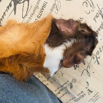 Sleepy-Foster, a Adoptable Guinea Pig in Grand Rapids, MI image 5/5