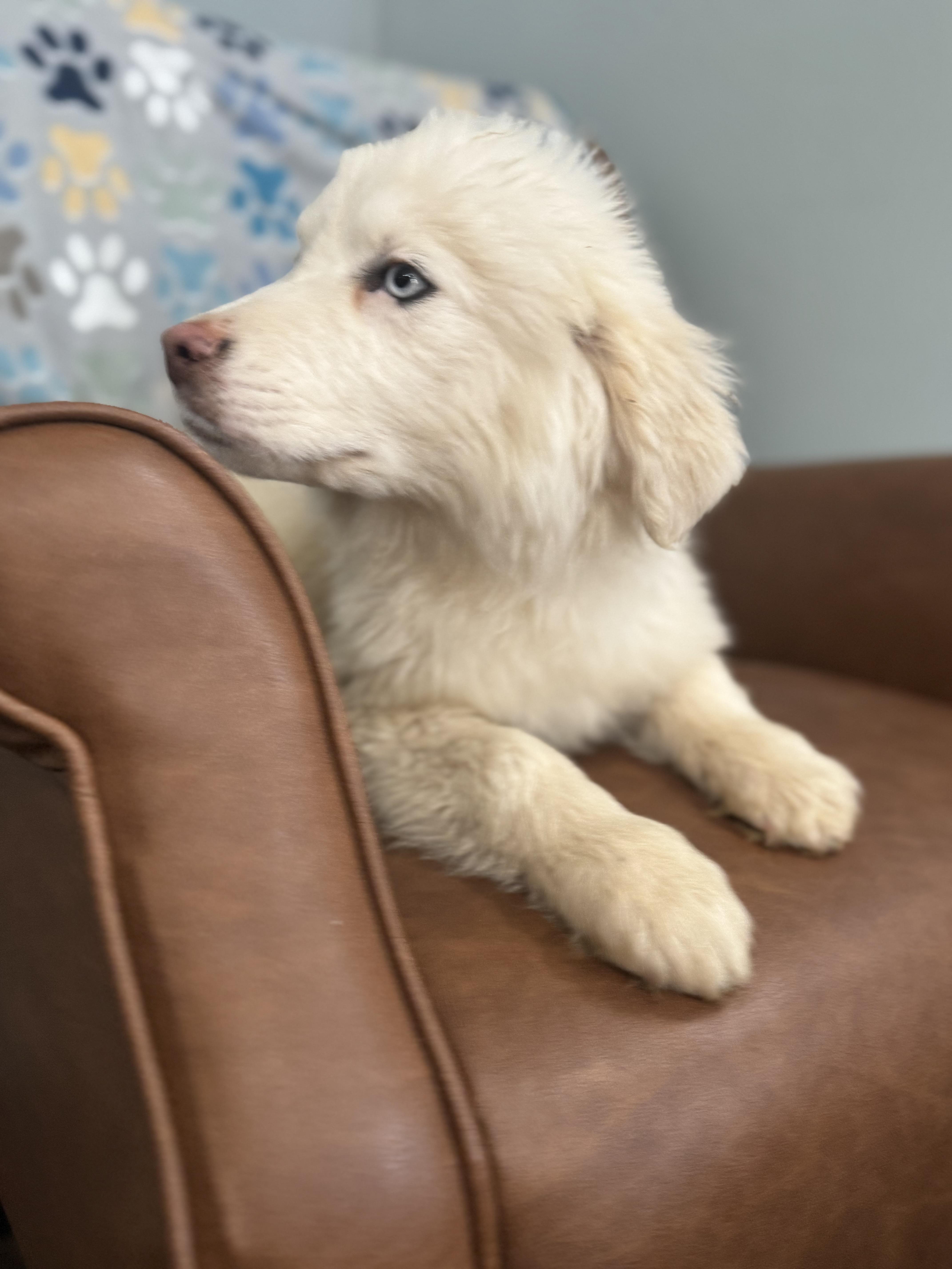 Enlarge Artemis, a ADOPTABLE mixed breed in Sequatchie, TN image 3/4