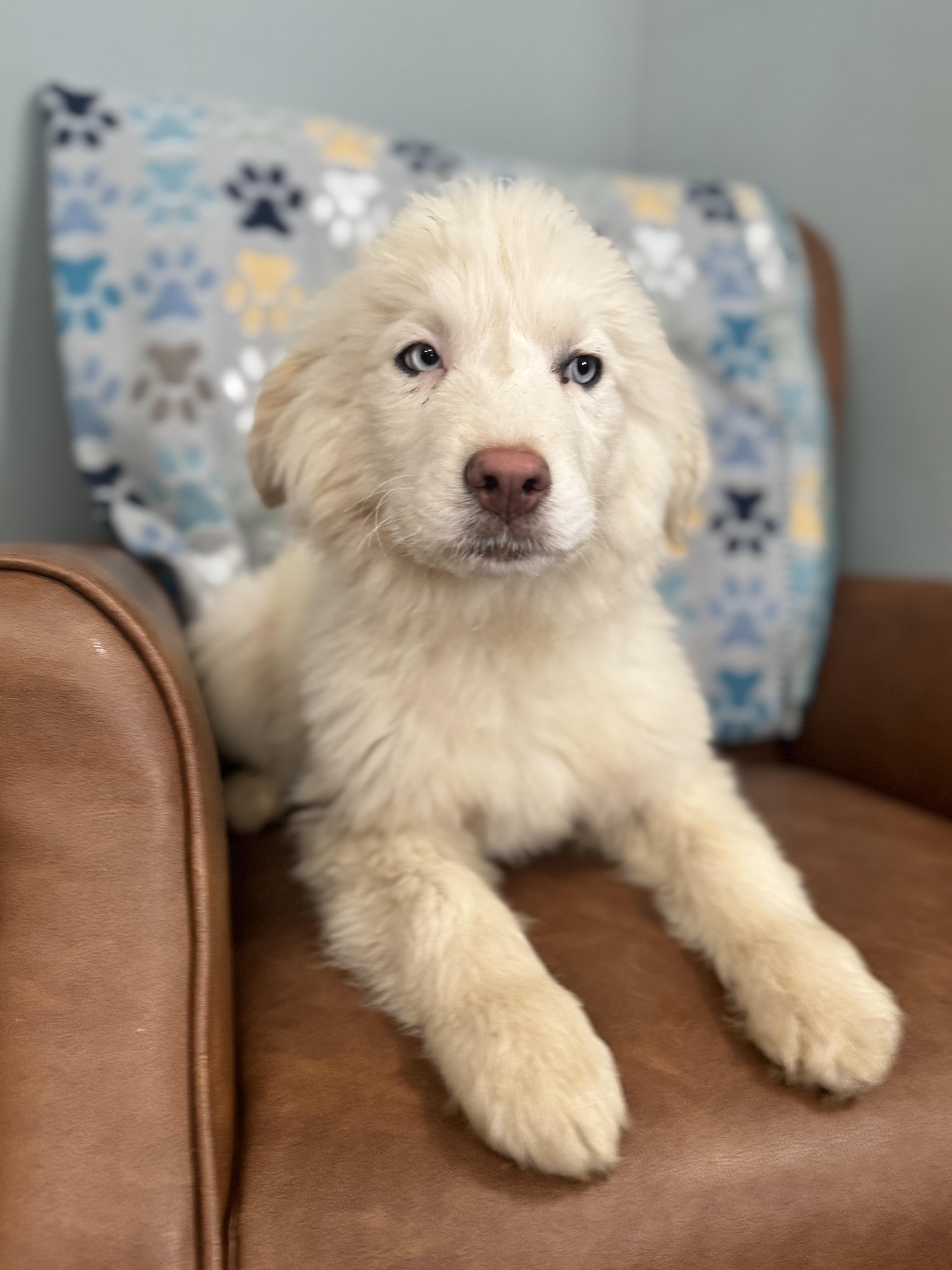 Enlarge Artemis, a ADOPTABLE mixed breed in Sequatchie, TN image 2/4