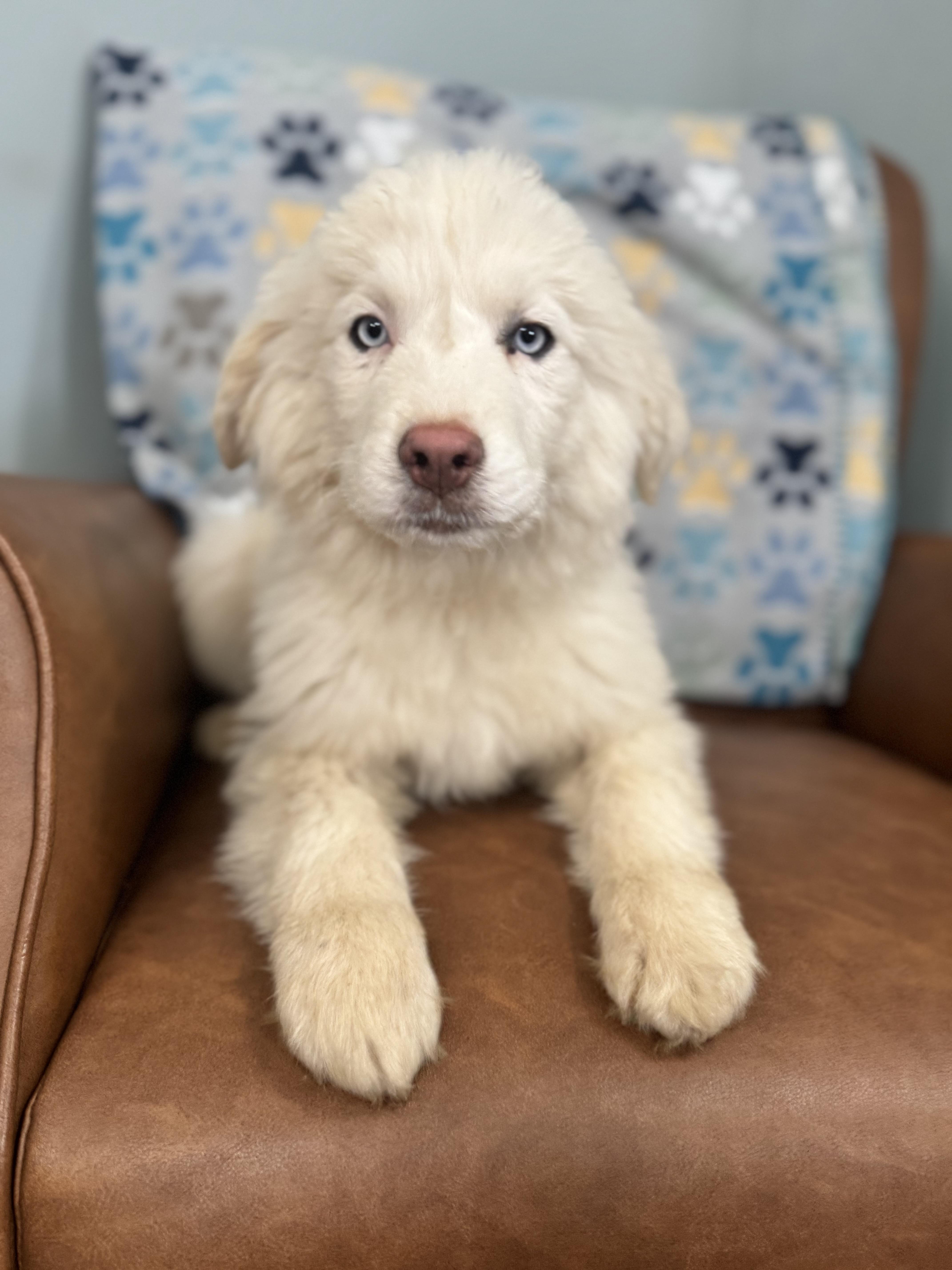 Artemis, ADOPTABLE, Puppy Male Great Pyrenees & Husky.
