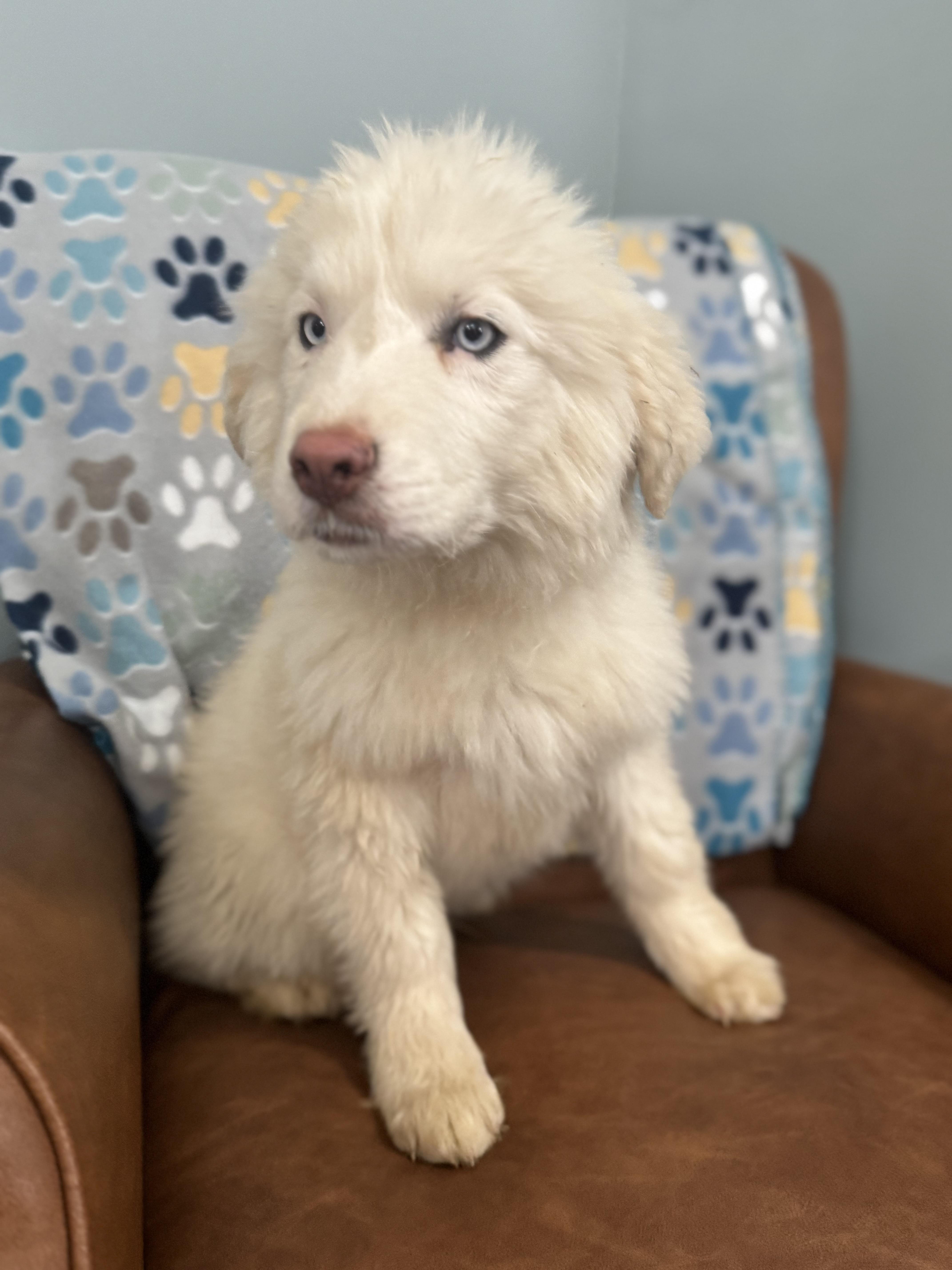 Enlarge Artemis, a ADOPTABLE mixed breed in Sequatchie, TN image 4/4