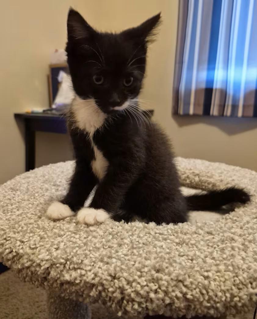 Stacha, Adoptable, Kitten Female Domestic Short Hair.