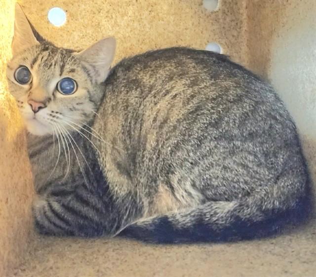 SOPHIE, Adoptable, Adult Female Domestic Short Hair & Domestic Short Hair.