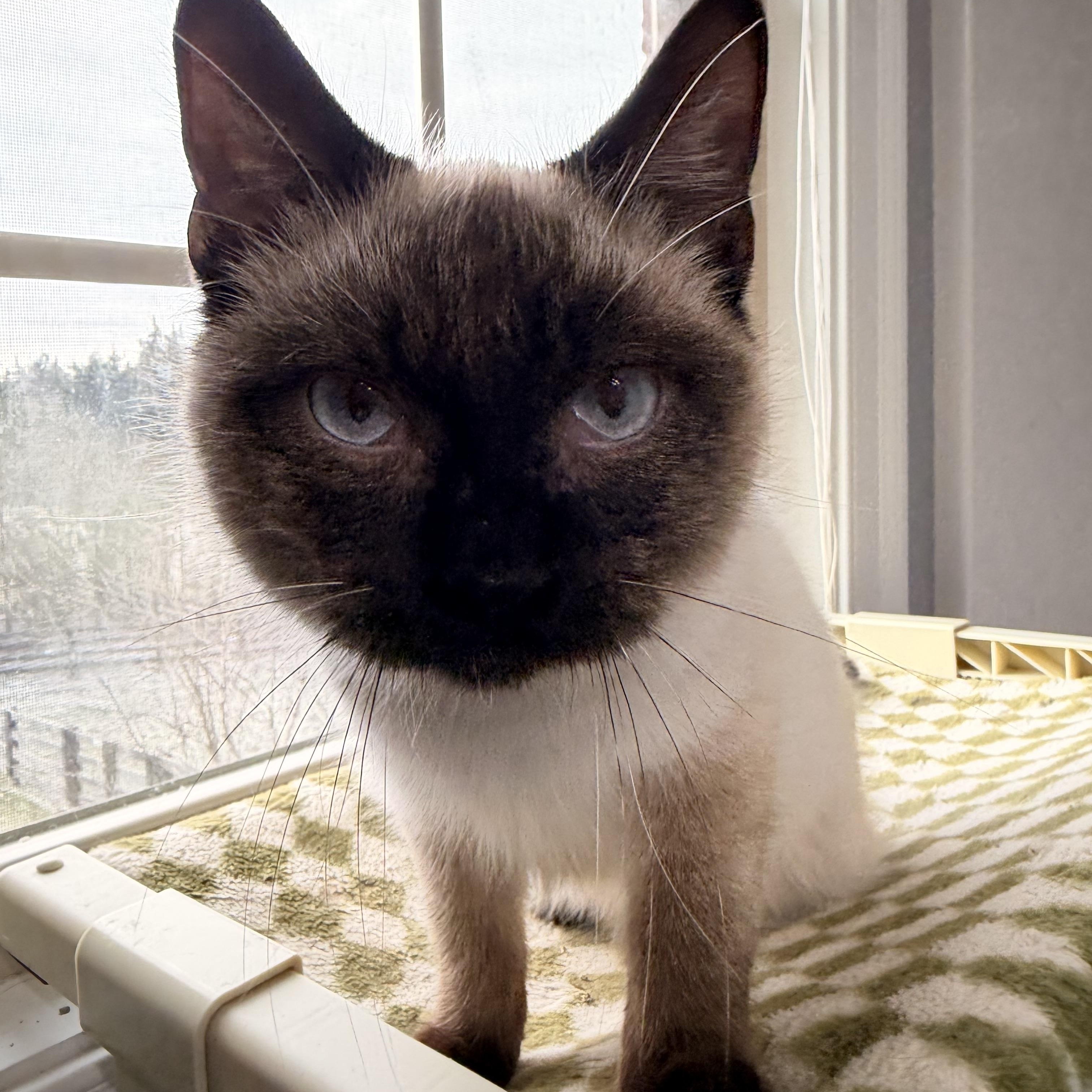 Enlarge Toffee , a ADOPTABLE Siamese in Louisville, KY image 3/5