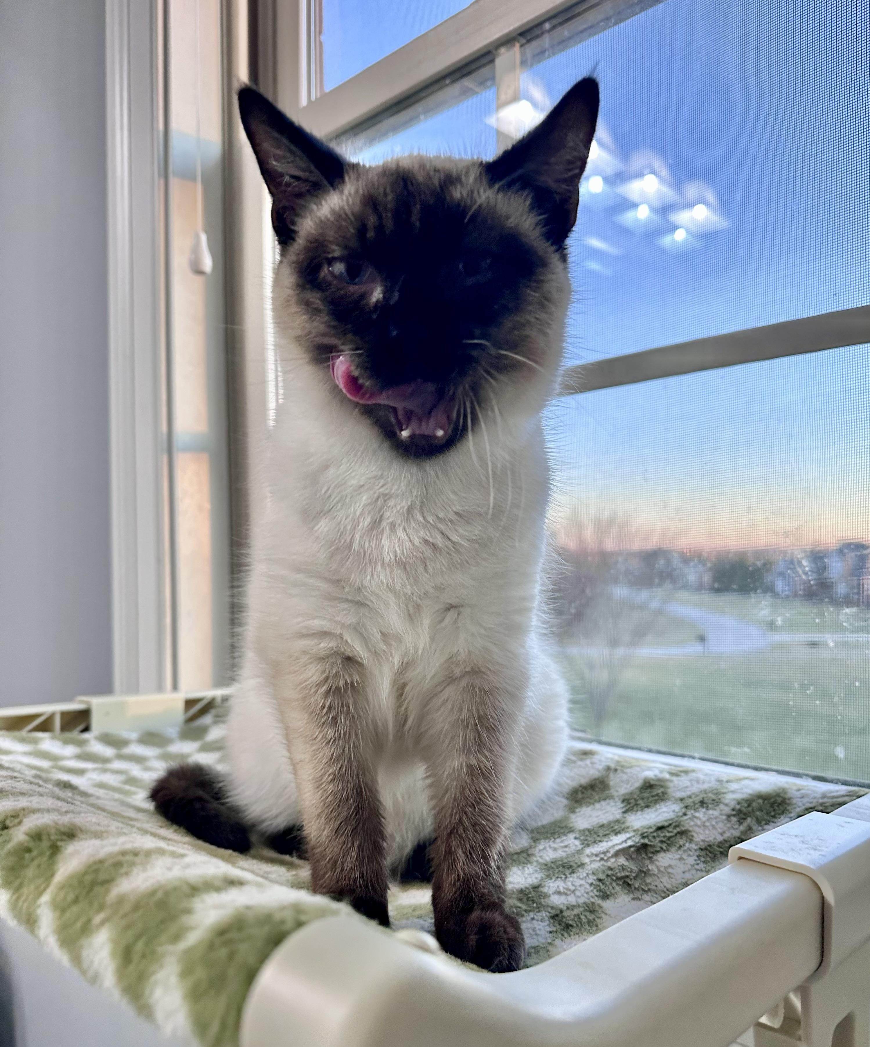 Enlarge Toffee , a ADOPTABLE Siamese in Louisville, KY image 5/5