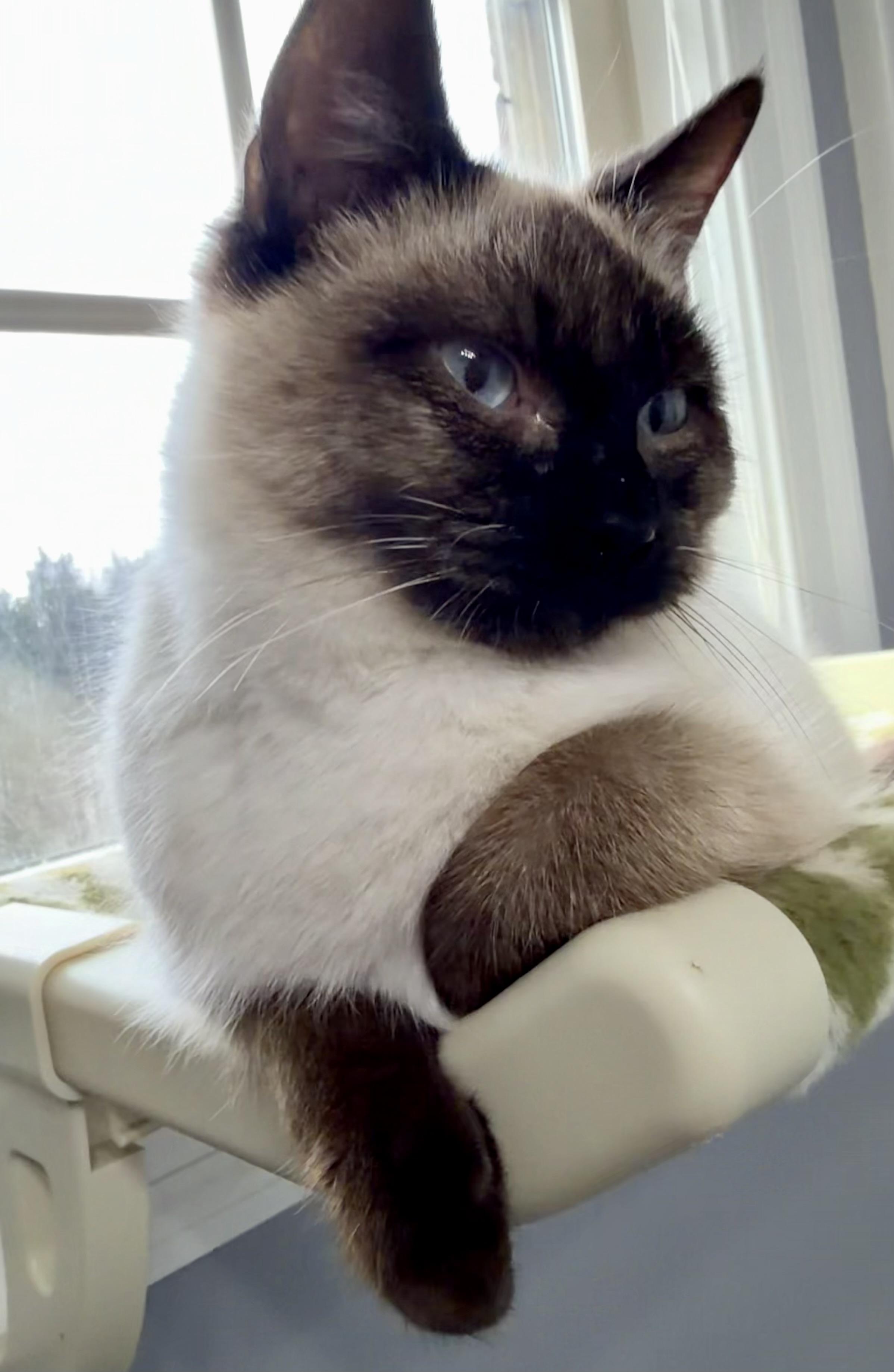 Toffee , ADOPTABLE, Young Male Siamese.