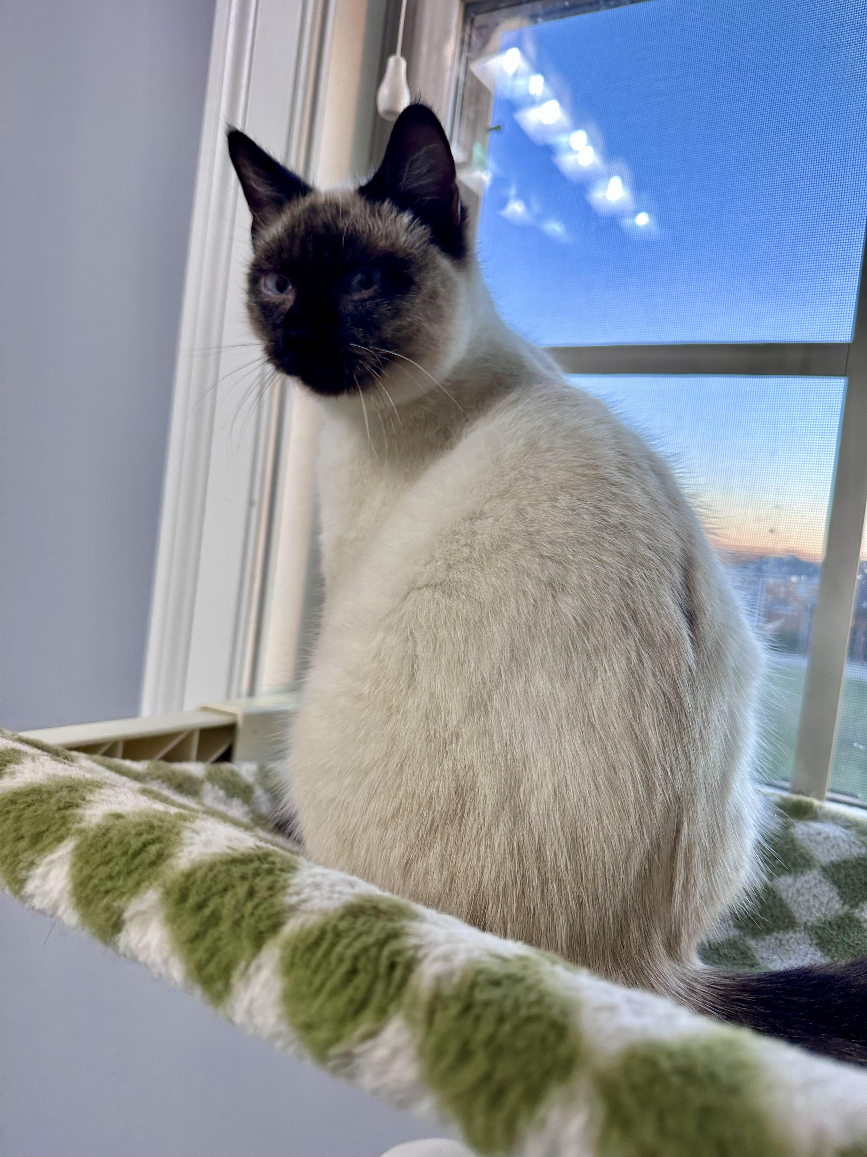 Enlarge Toffee , a ADOPTABLE Siamese in Louisville, KY image 4/5