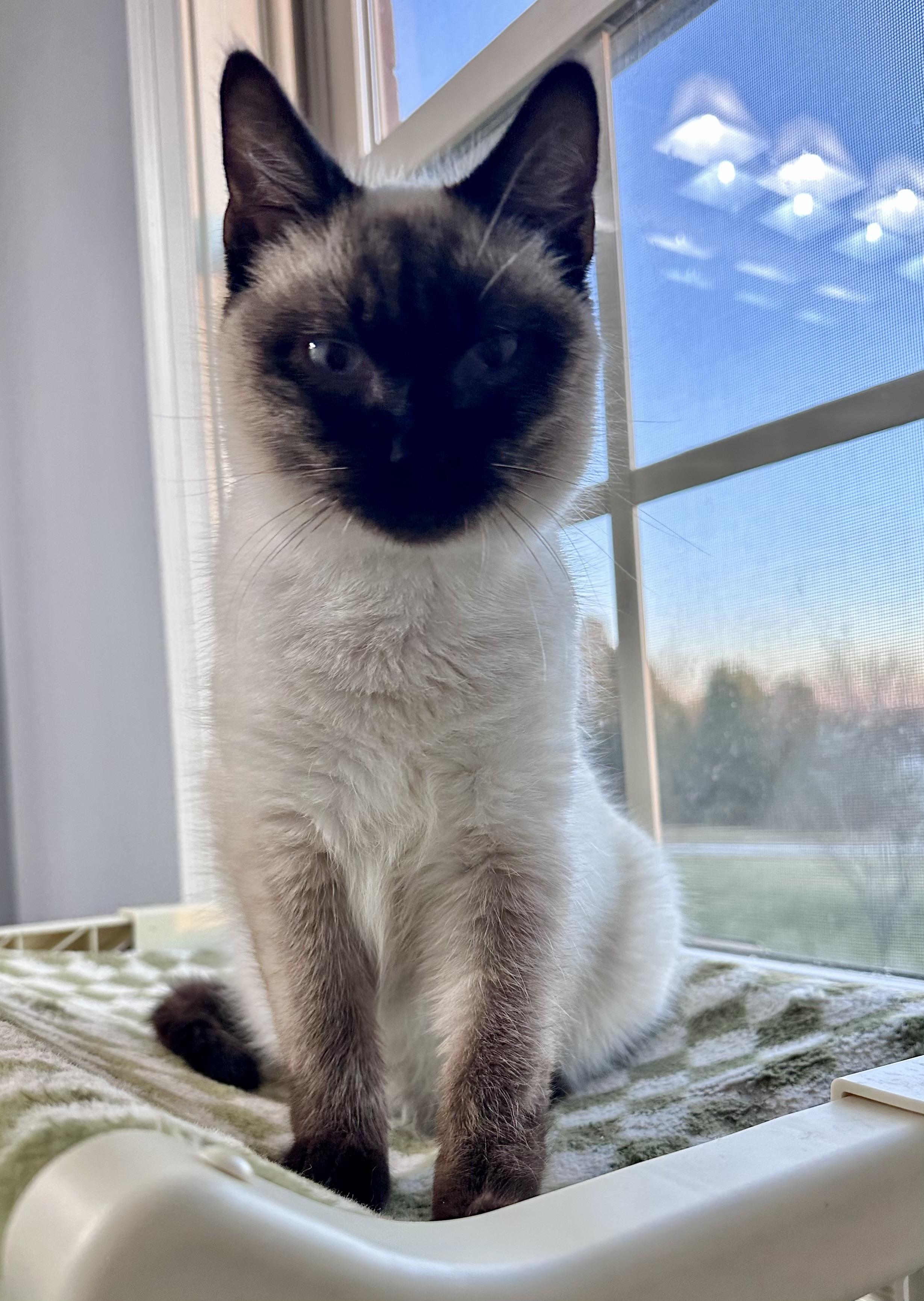 Enlarge Toffee , a ADOPTABLE Siamese in Louisville, KY image 2/5