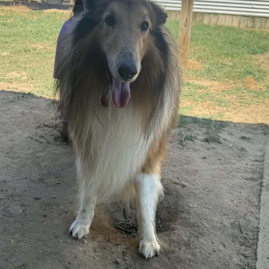Enlarge Nicholas, a ADOPTABLE Collie in Leesburg, GA image 1/4