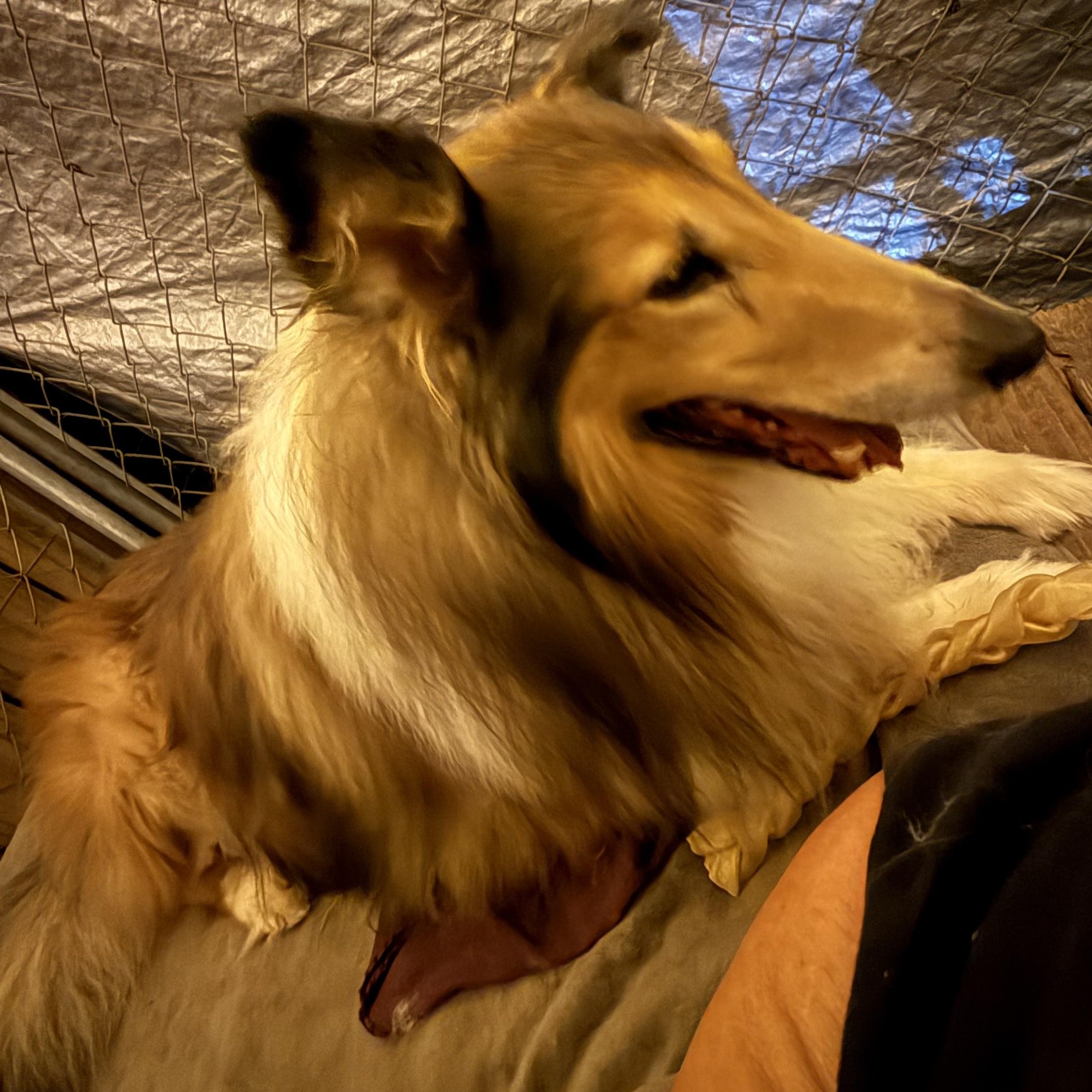 Enlarge Nicholas, a ADOPTABLE Collie in Leesburg, GA image 4/4