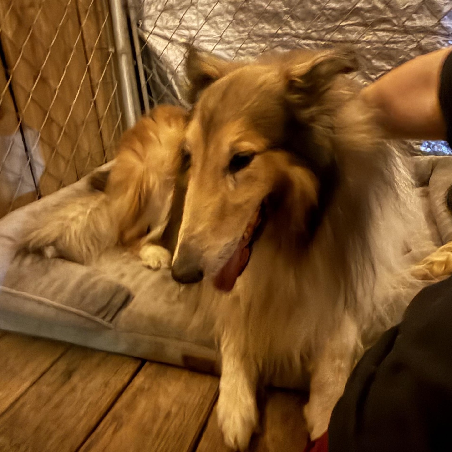 Enlarge Nicholas, a ADOPTABLE Collie in Leesburg, GA image 3/4