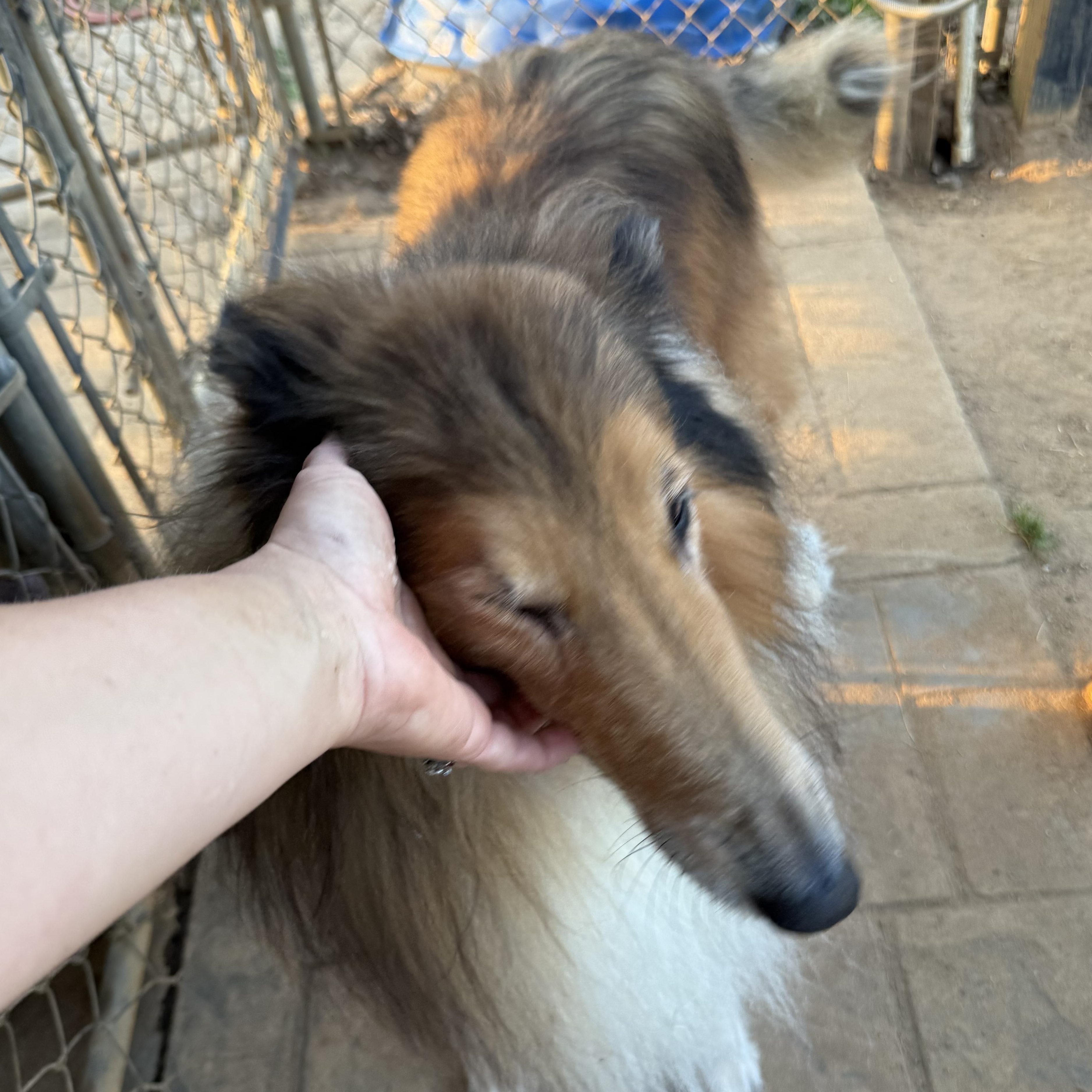 Enlarge Nicholas, a ADOPTABLE Collie in Leesburg, GA image 2/4