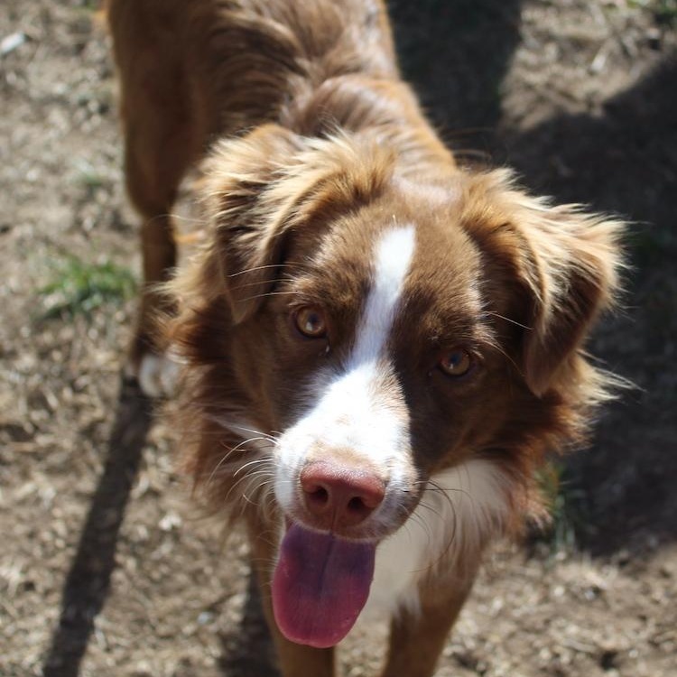 Enlarge Ike, a Adopted mixed breed in Denver, CO image 2/4