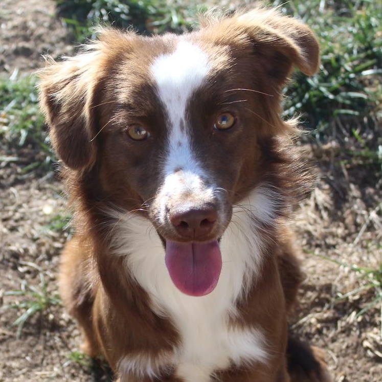 Enlarge Ike, a Adopted mixed breed in Denver, CO image 3/4