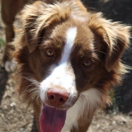 Ike, Adopted, Adult Male Australian Shepherd.