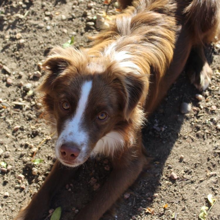 Enlarge Ike, a Adopted mixed breed in Denver, CO image 4/4