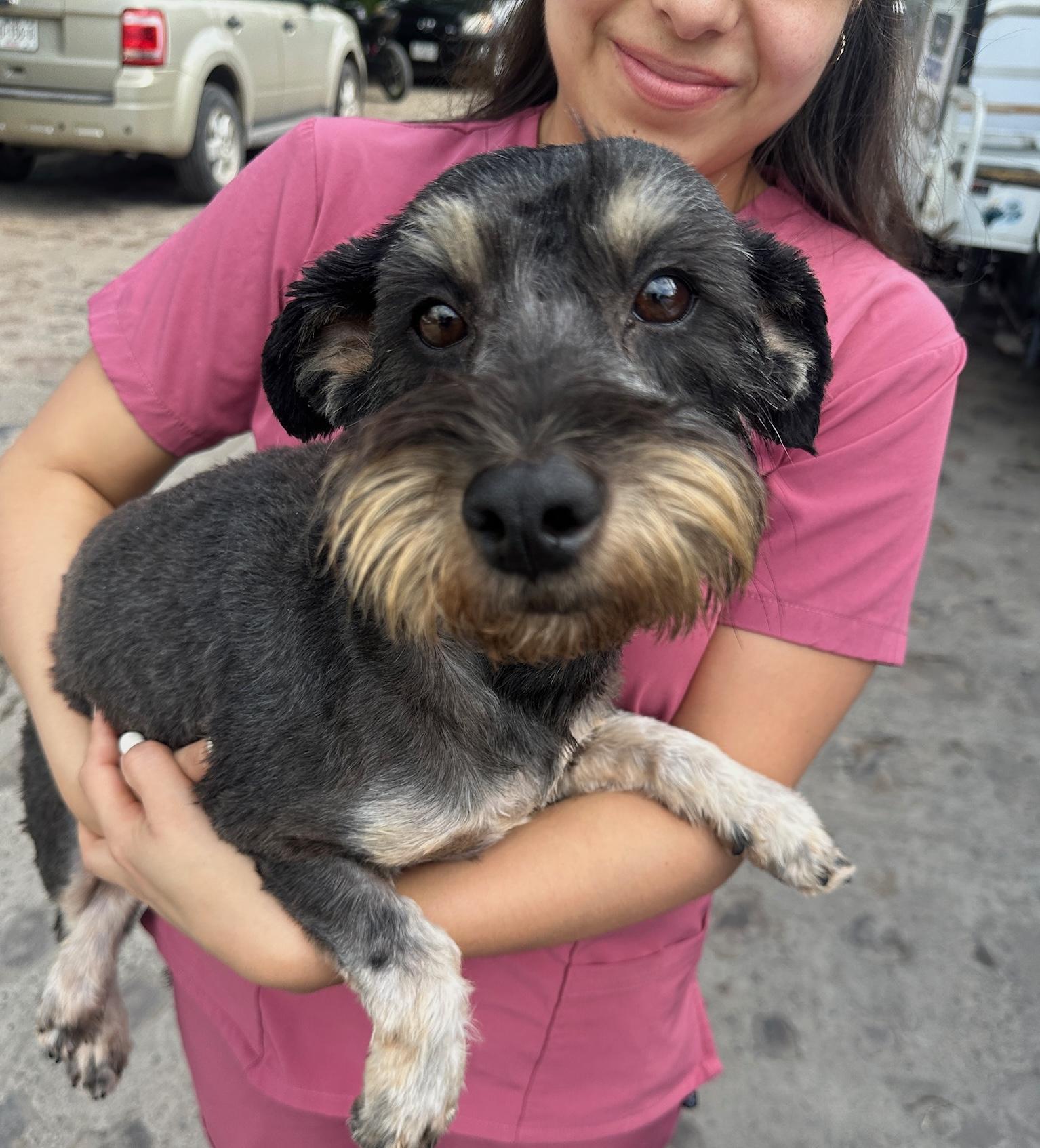 Gia, a Adoptable mixed breed in Sherwood, OR image 3/5