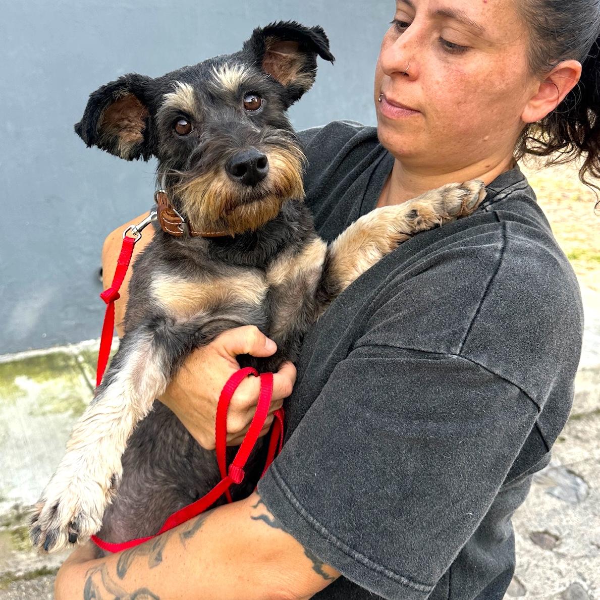 Gia, a Adoptable mixed breed in Sherwood, OR image 4/5