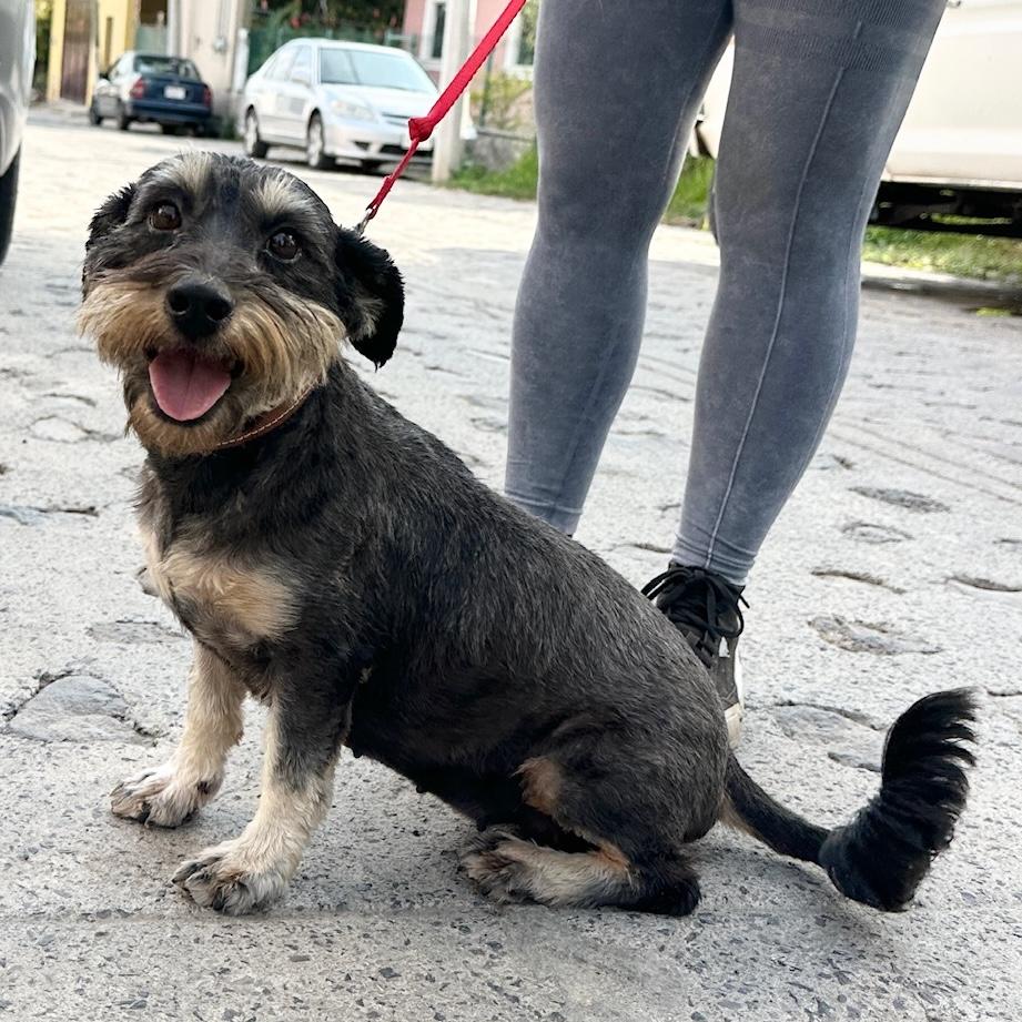 Gia, a Adoptable mixed breed in Sherwood, OR image 5/5