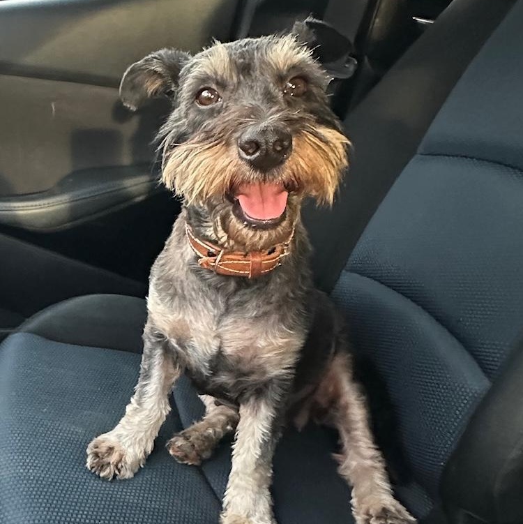 Gia, Adoptable, Adult Female Miniature Schnauzer & Terrier.