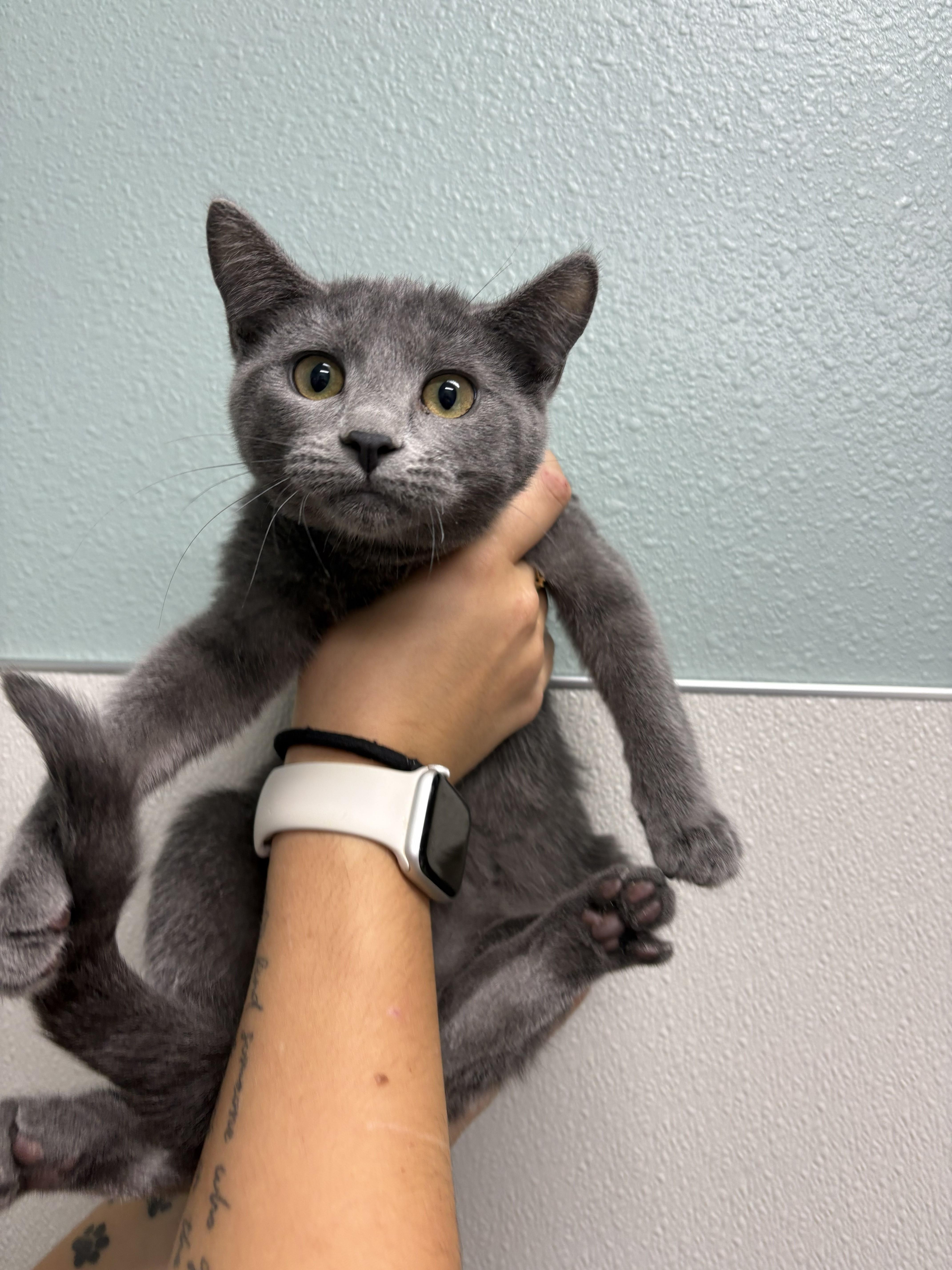 Dorothy and Rose, Adoptable, Young Female Domestic Short Hair.