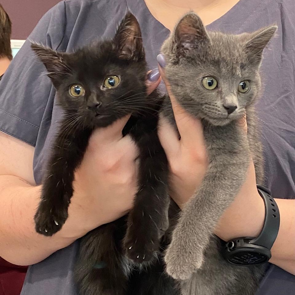 Dorothy and Rose, an adoptable Domestic Short Hair in Dickinson, ND, 58601 | Photo Image 2