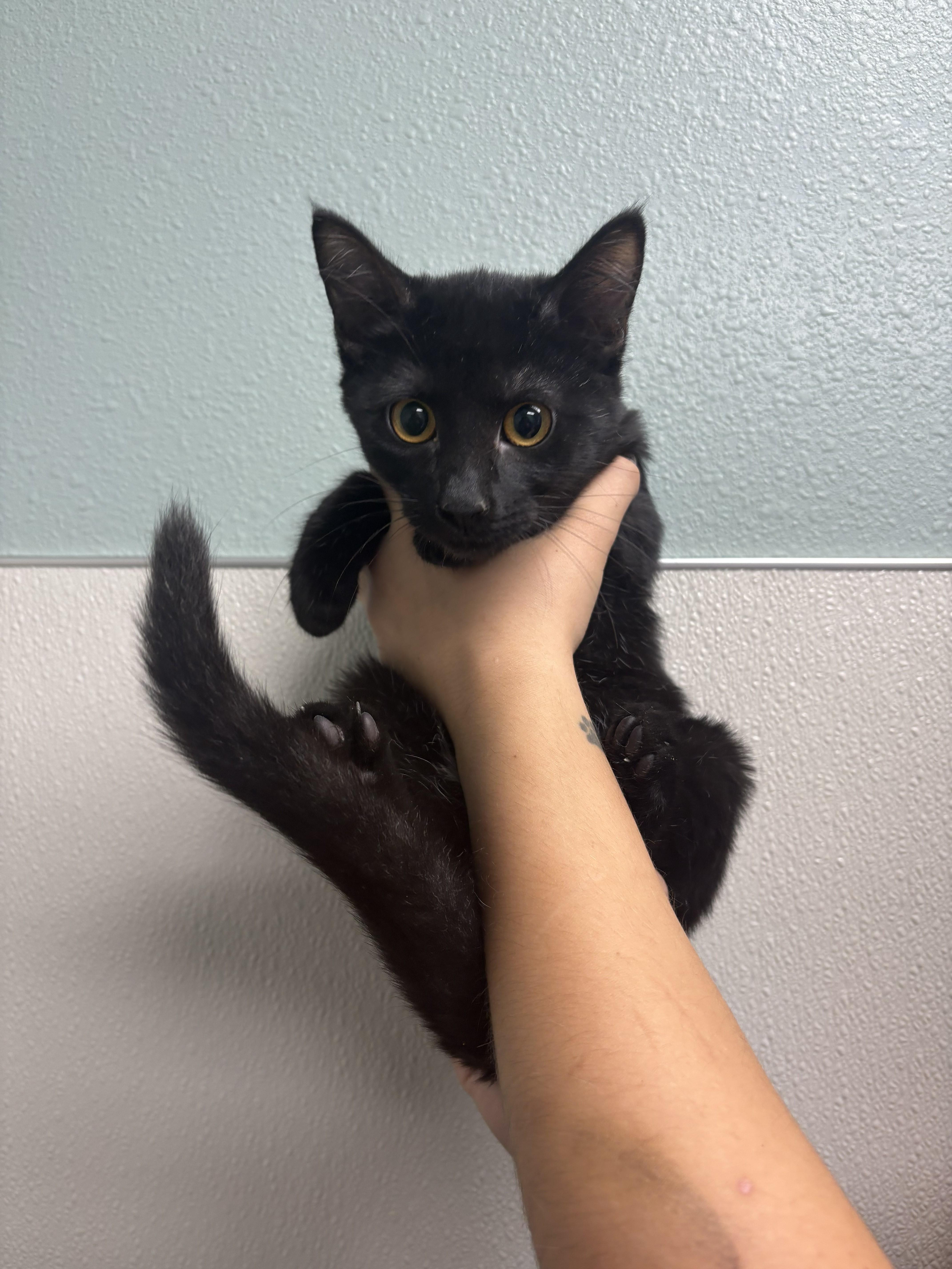 Dorothy and Rose, a Adoptable mixed breed in Dickinson, ND image 3/4