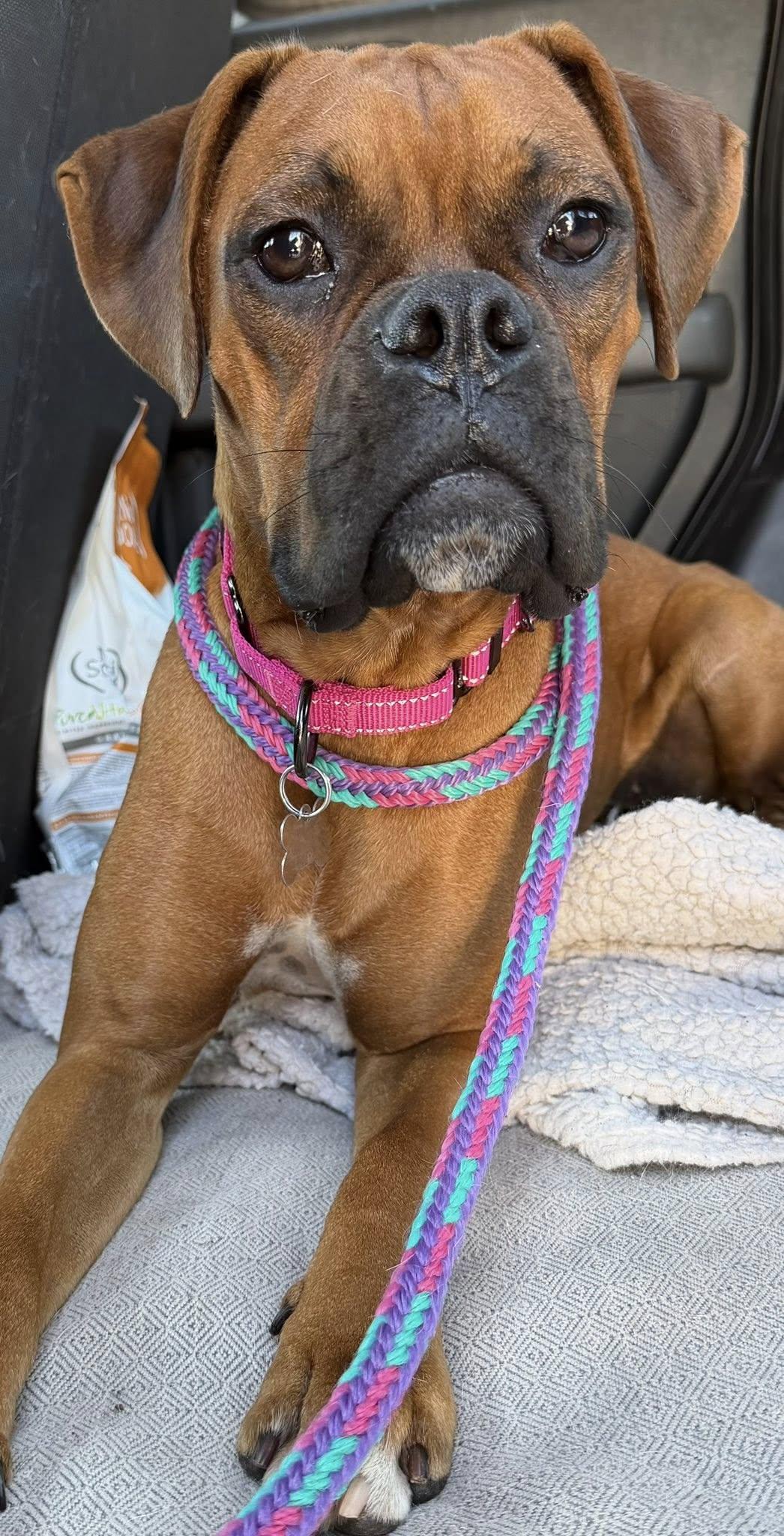 Ralph, Adoptable, Adult Female Boxer.