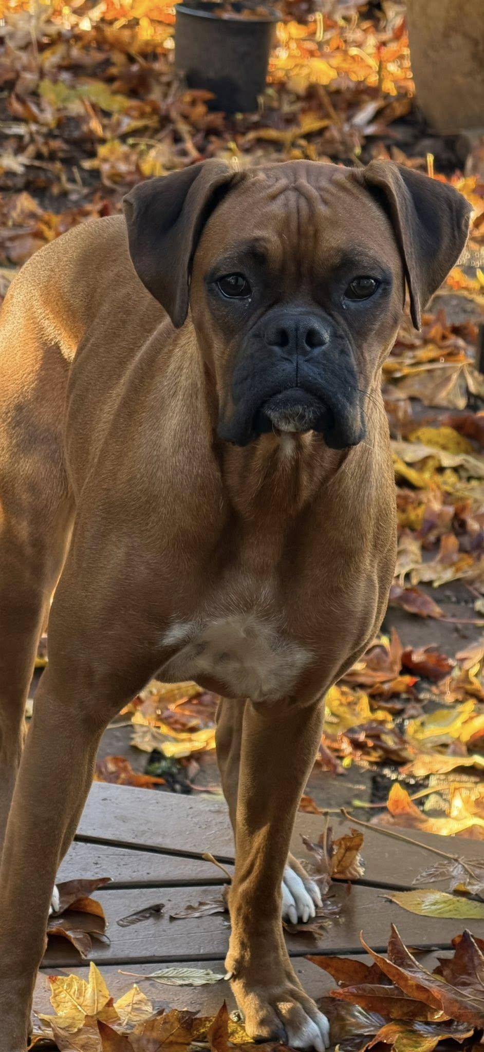 Enlarge Ralph, a Adoptable Boxer in Woodinville, WA image 2/3