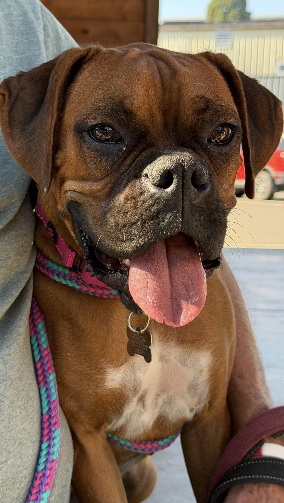 Enlarge Ralph, a Adoptable Boxer in McMinnville, OR image 3/3