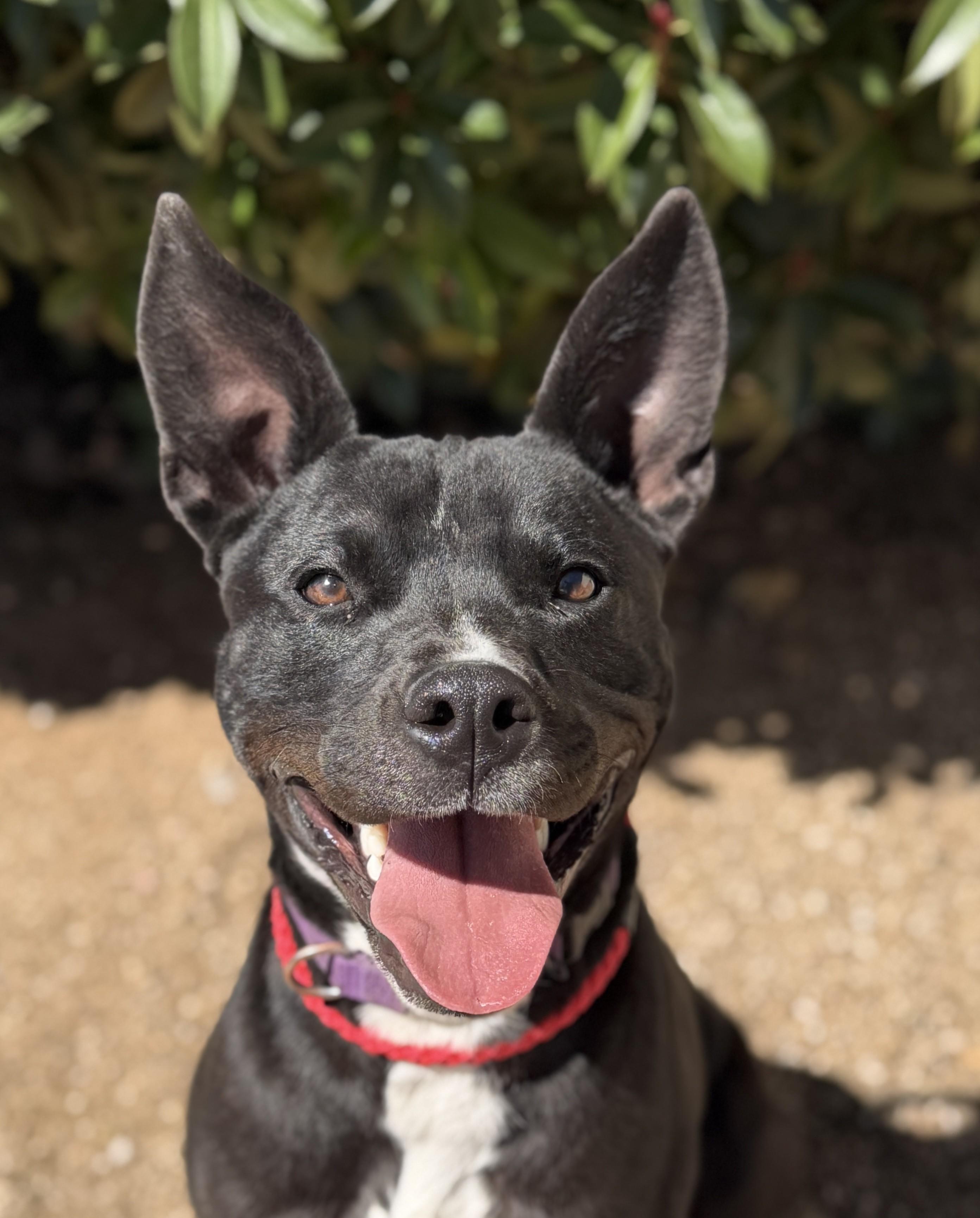 Lotus, an adopted Pit Bull Terrier in Sierra Vista, AZ image 3/3