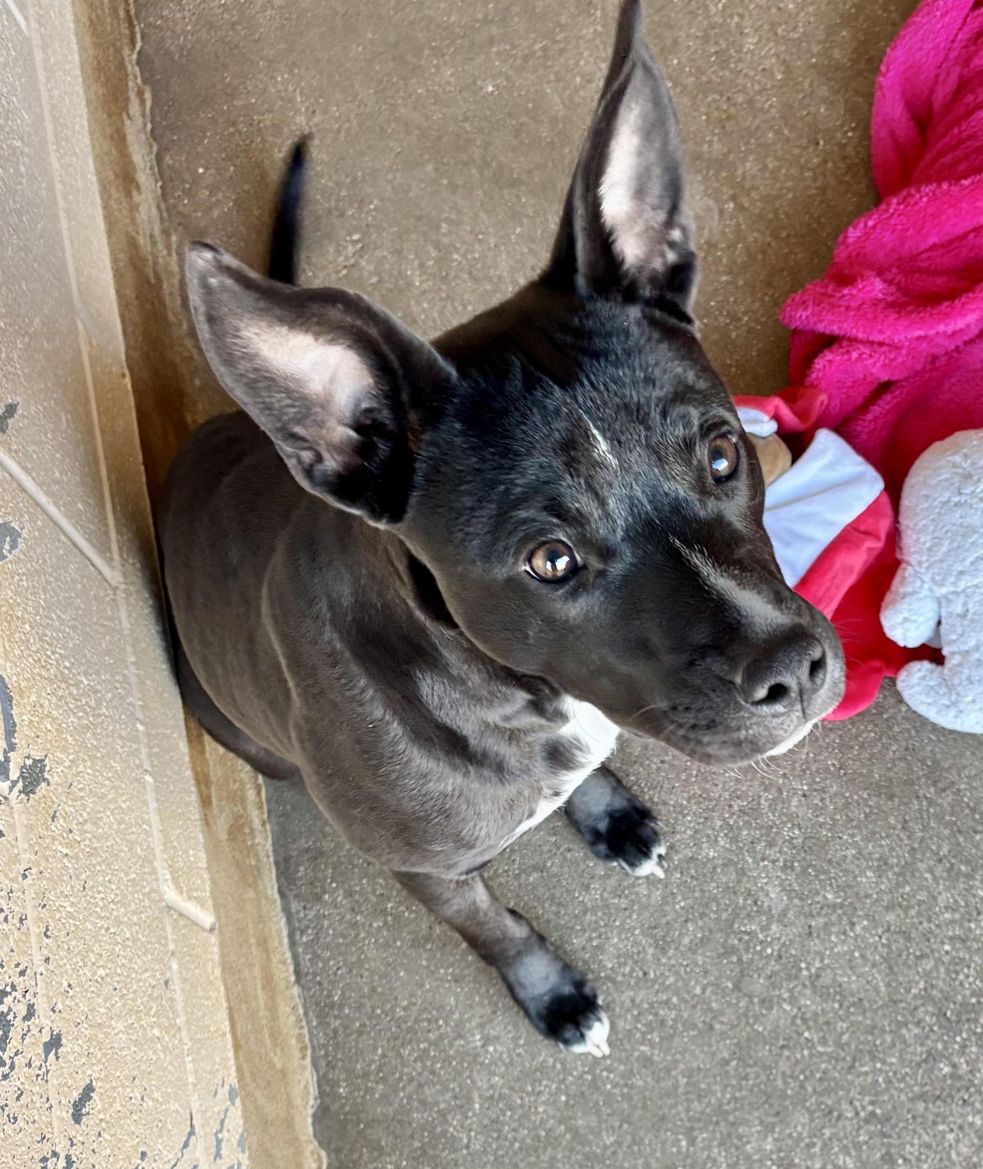 Lotus, an adopted Pit Bull Terrier in Sierra Vista, AZ image 2/3