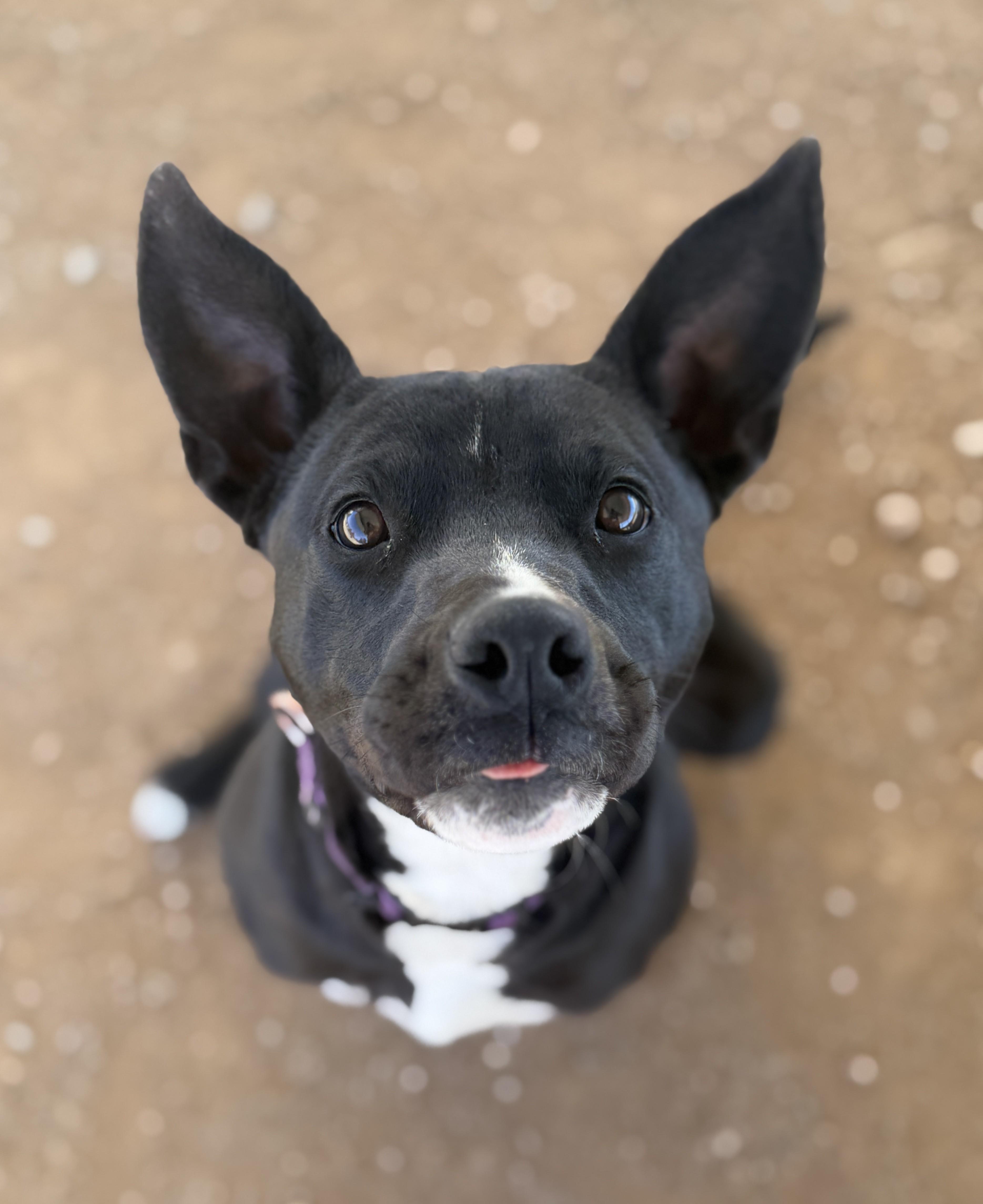 Lotus, adoptable, Adult Male Pit Bull Terrier.