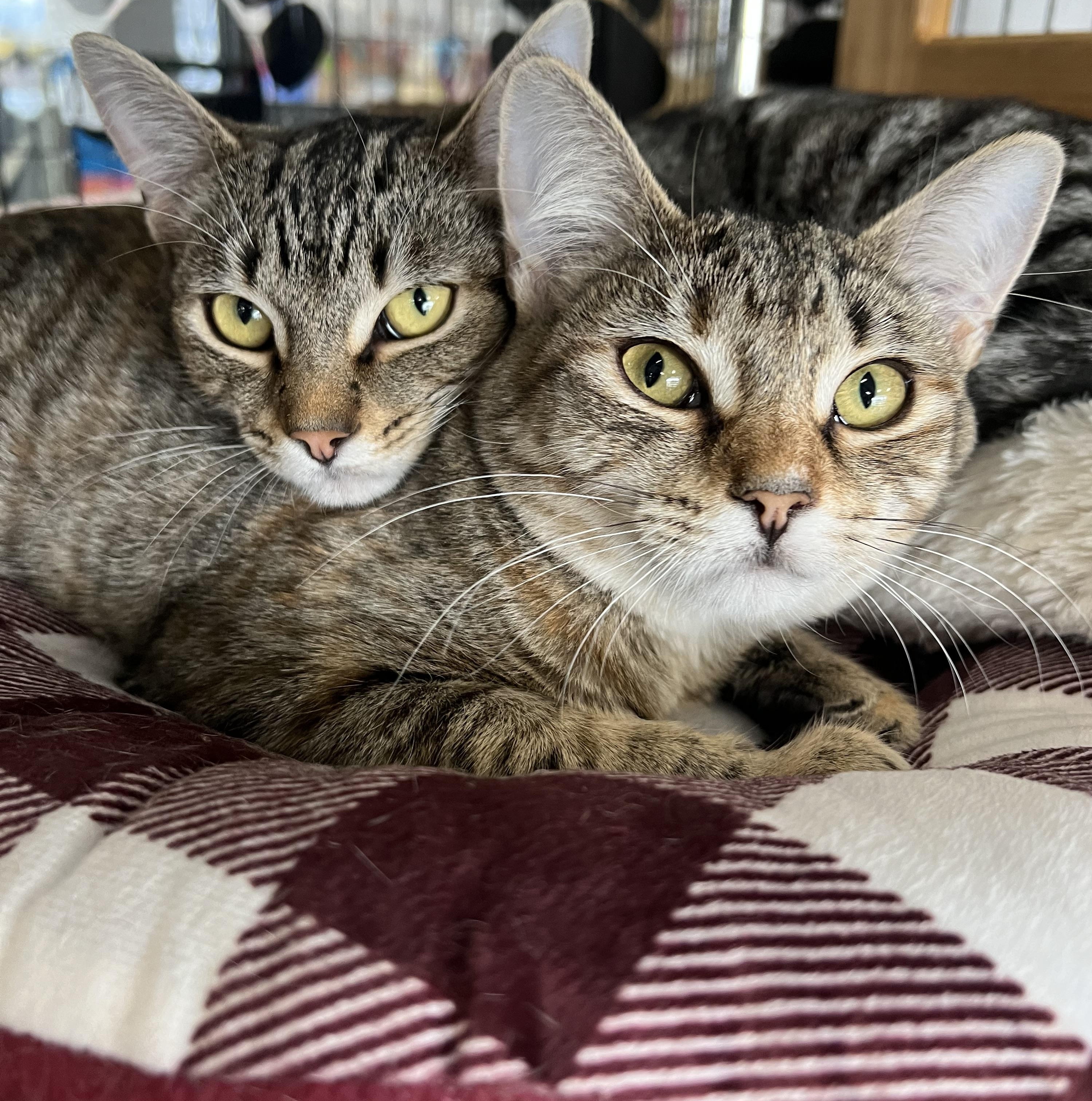Enlarge Violet & Svetlana, a Adoptable Domestic Short Hair in Johnston, RI image 2/6