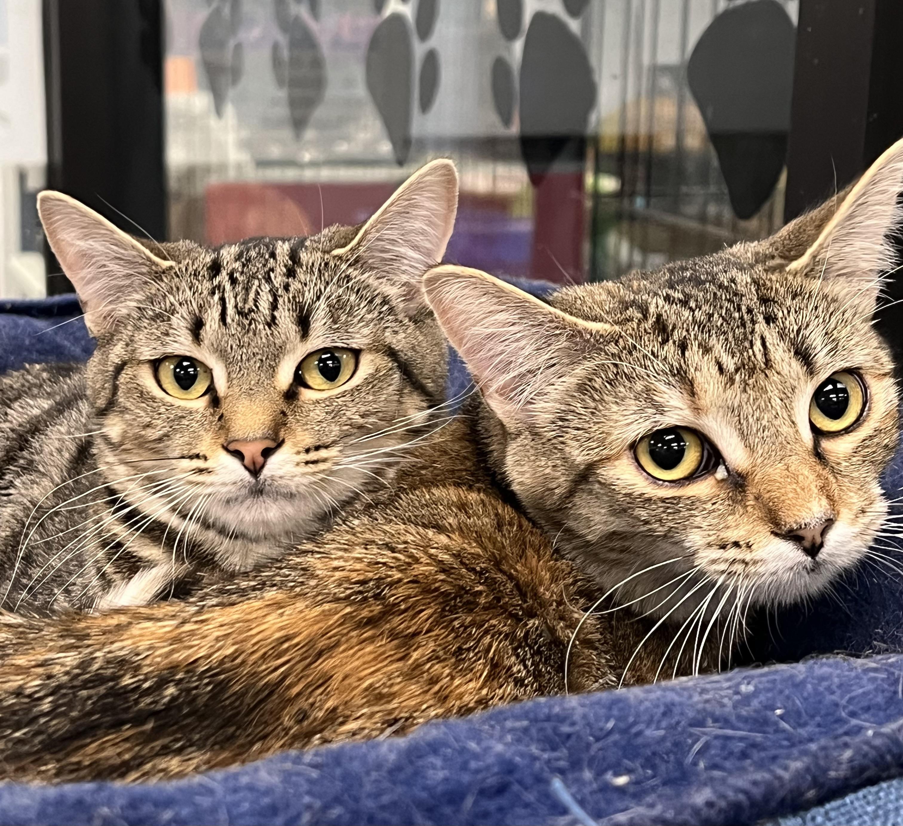 Enlarge Violet & Svetlana, a Adoptable Domestic Short Hair in Johnston, RI image 3/6