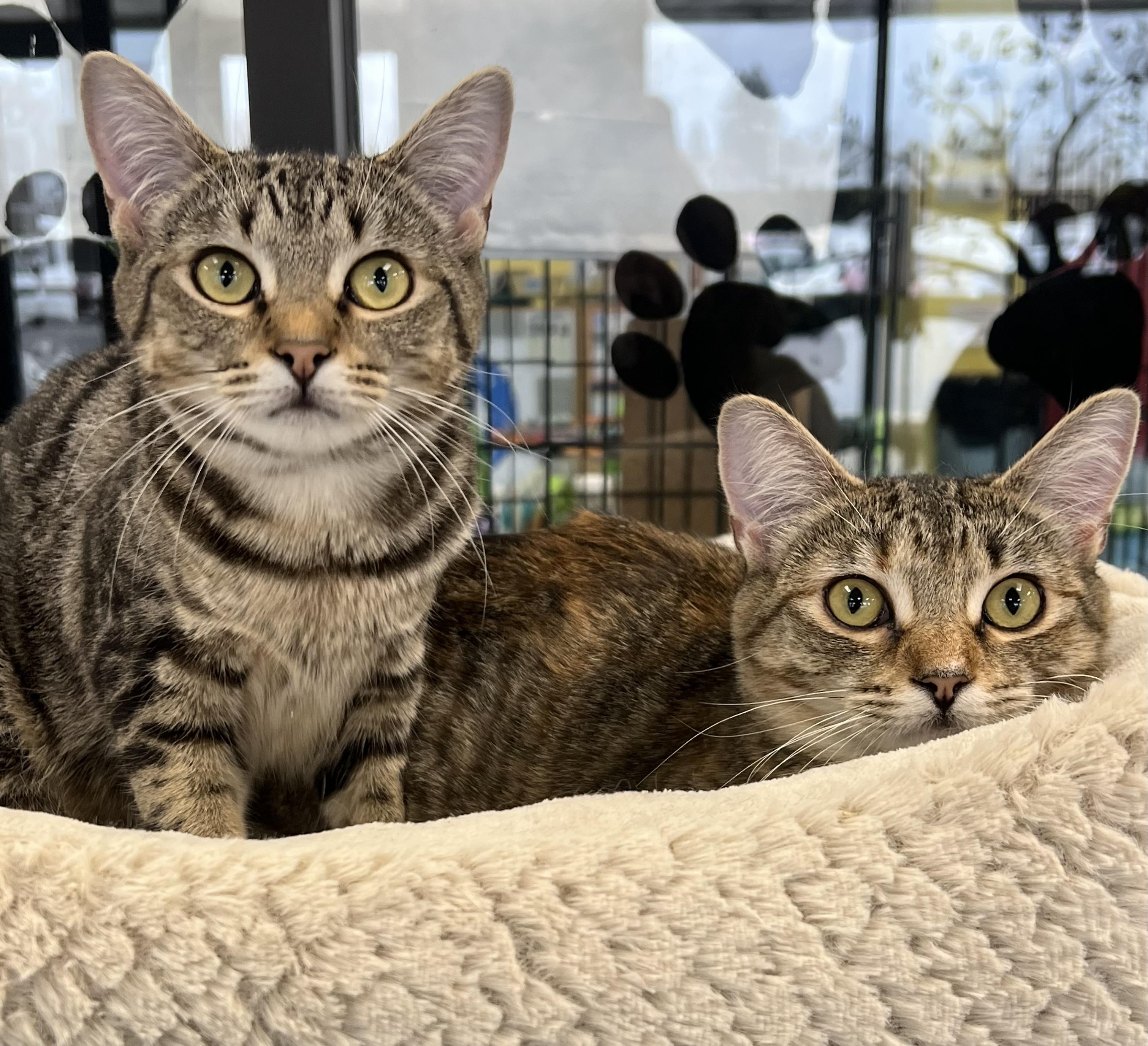 Enlarge Violet & Svetlana, a Adoptable Domestic Short Hair in Johnston, RI image 1/6