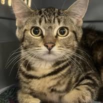 Violet & Svetlana, a Adoptable Domestic Short Hair in Johnston, RI image 2/3