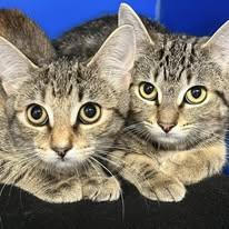 Violet & Svetlana, Adoptable, Young Female Domestic Short Hair.