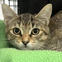 Violet & Svetlana, a Adoptable Domestic Short Hair in Johnston, RI image 3/3