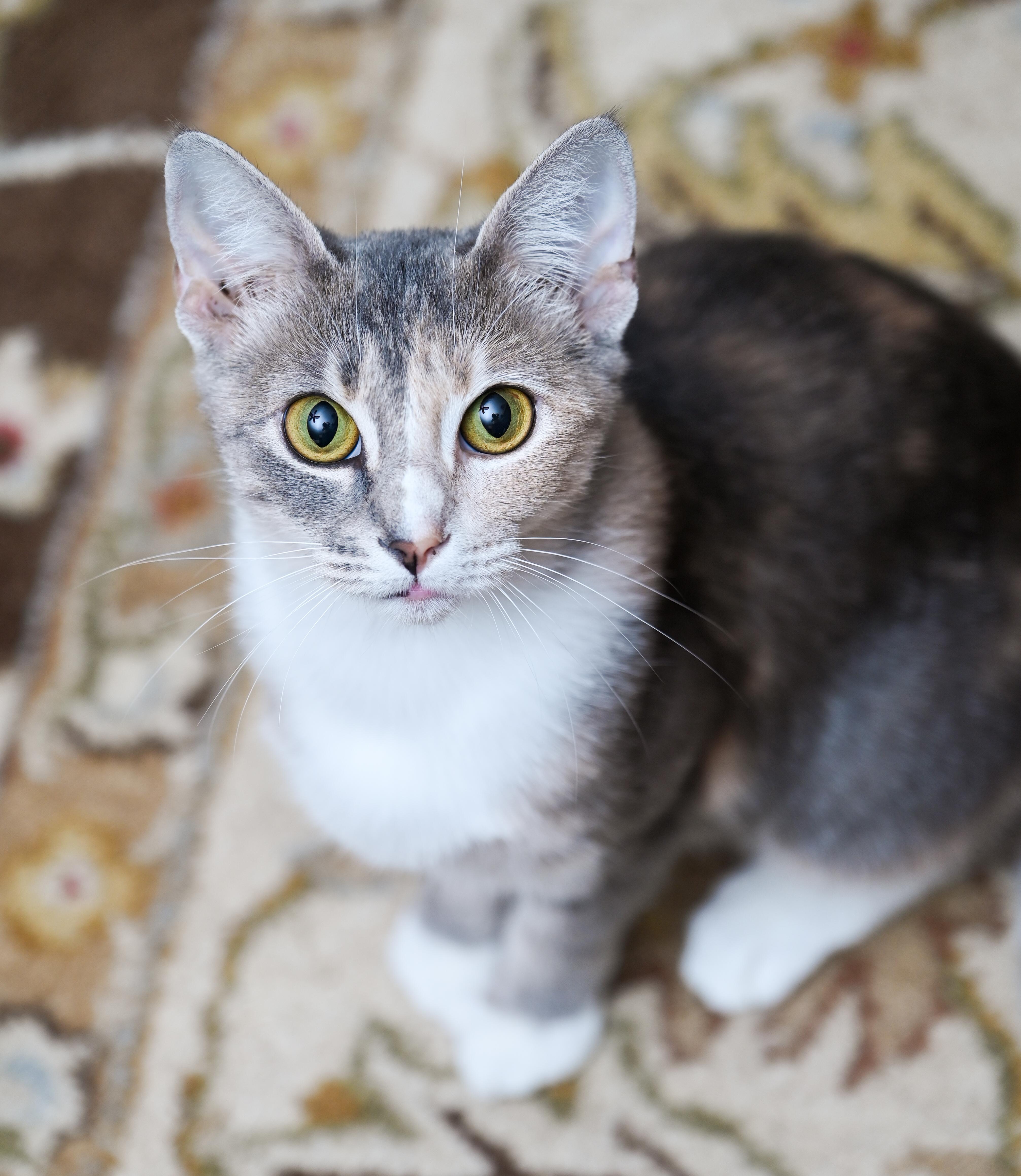 Morrigan thumbnail 2