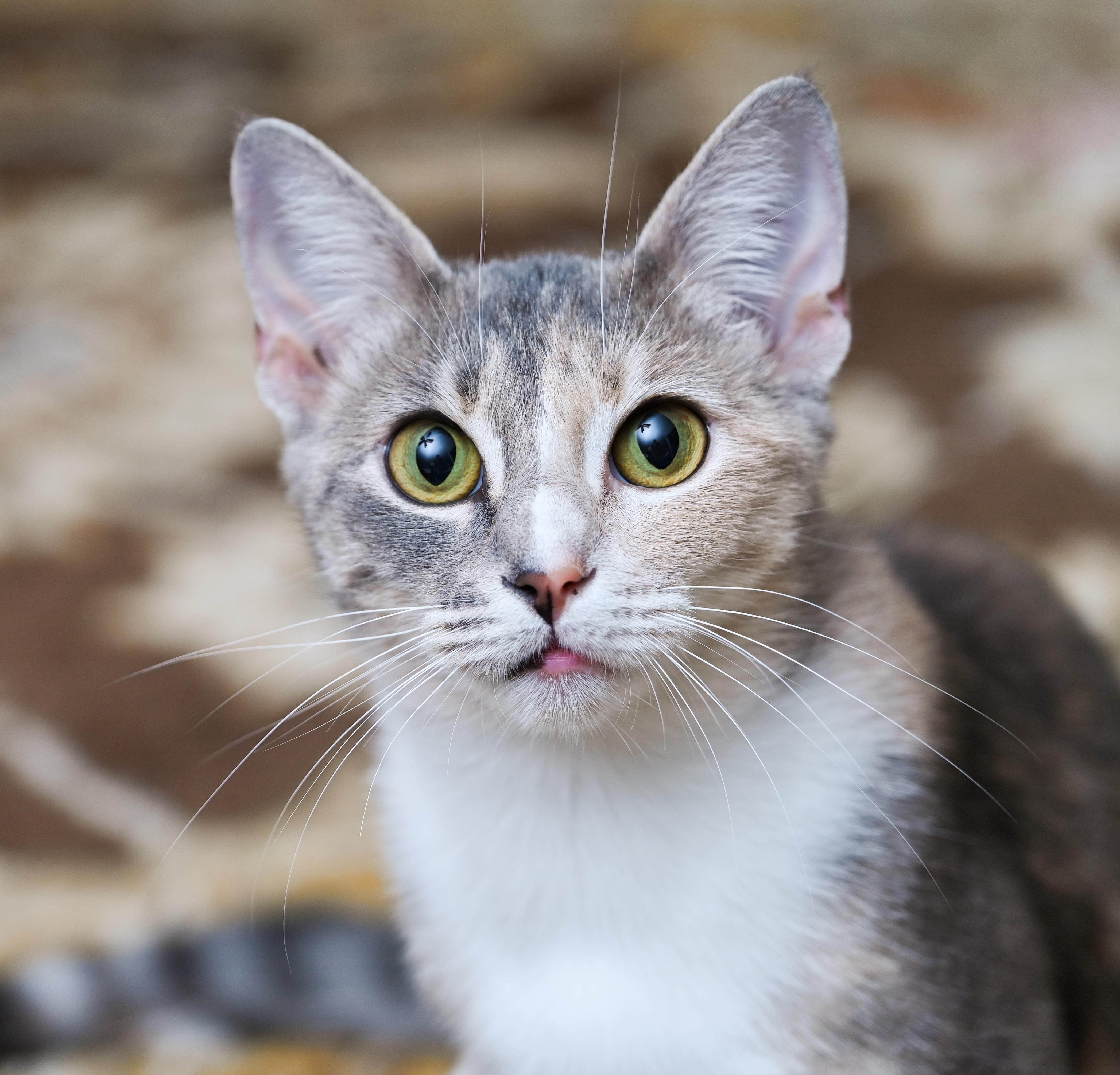 Morrigan thumbnail 3