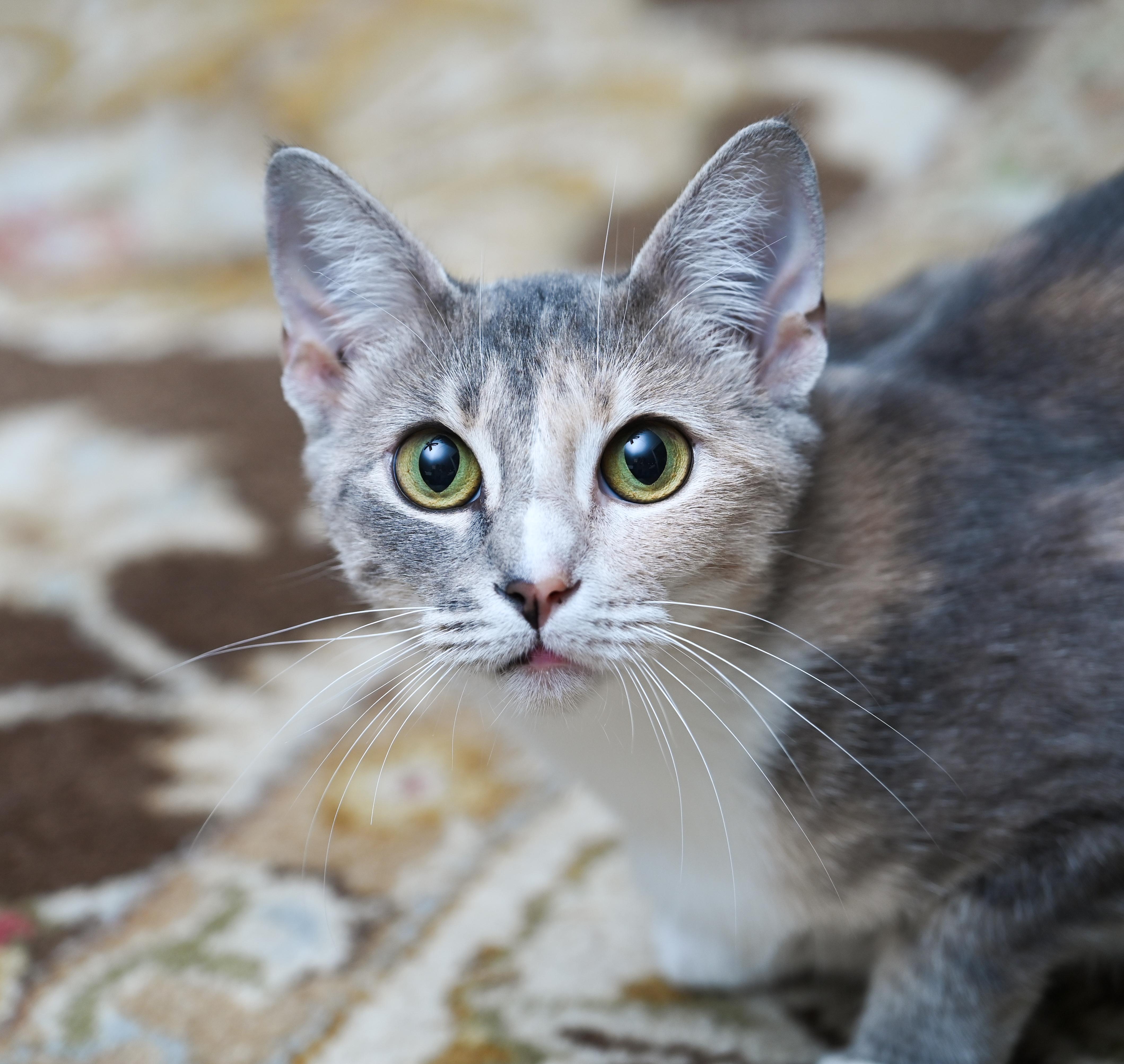 Morrigan thumbnail 4